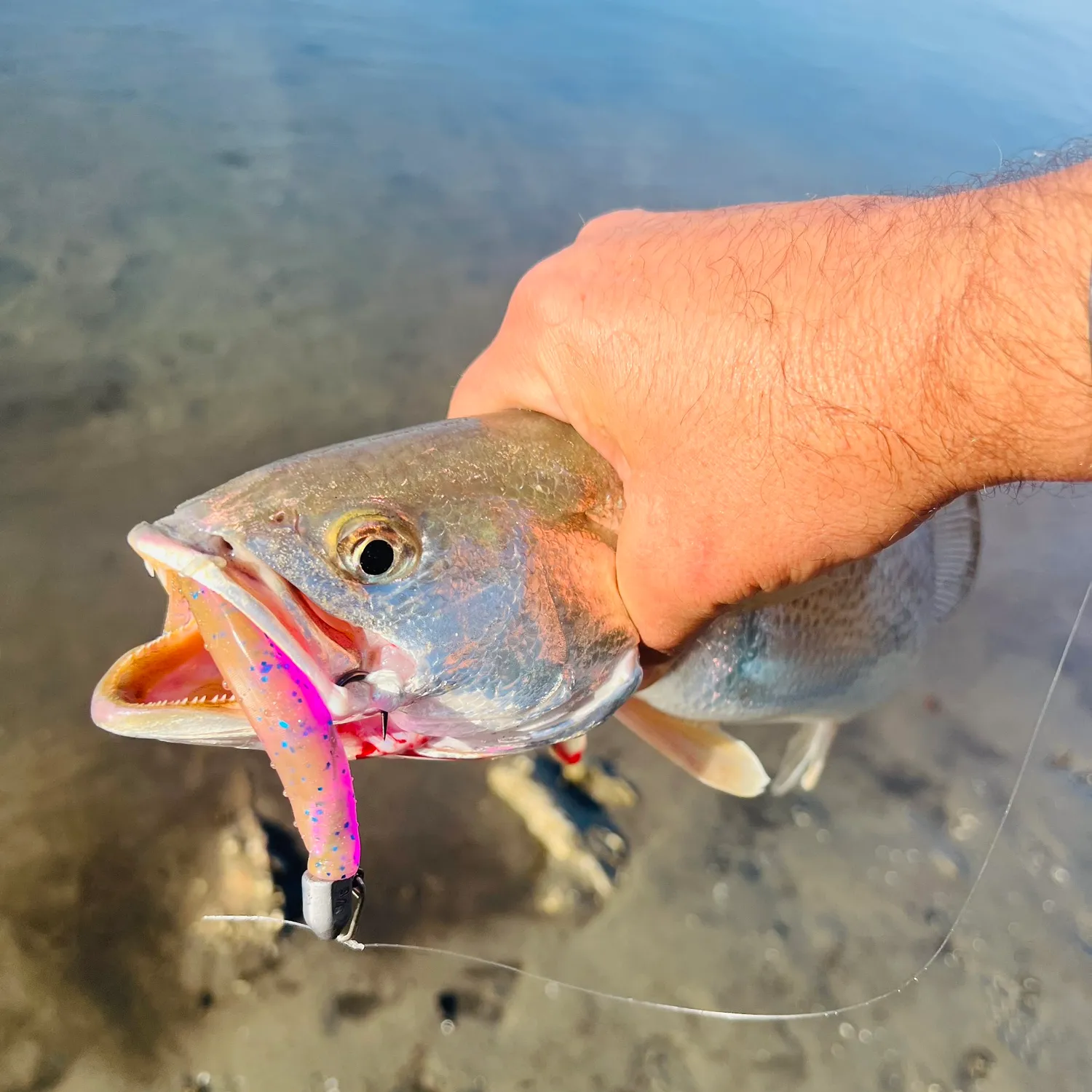 The most popular recent Gulf kingcroaker catch on Fishbrain