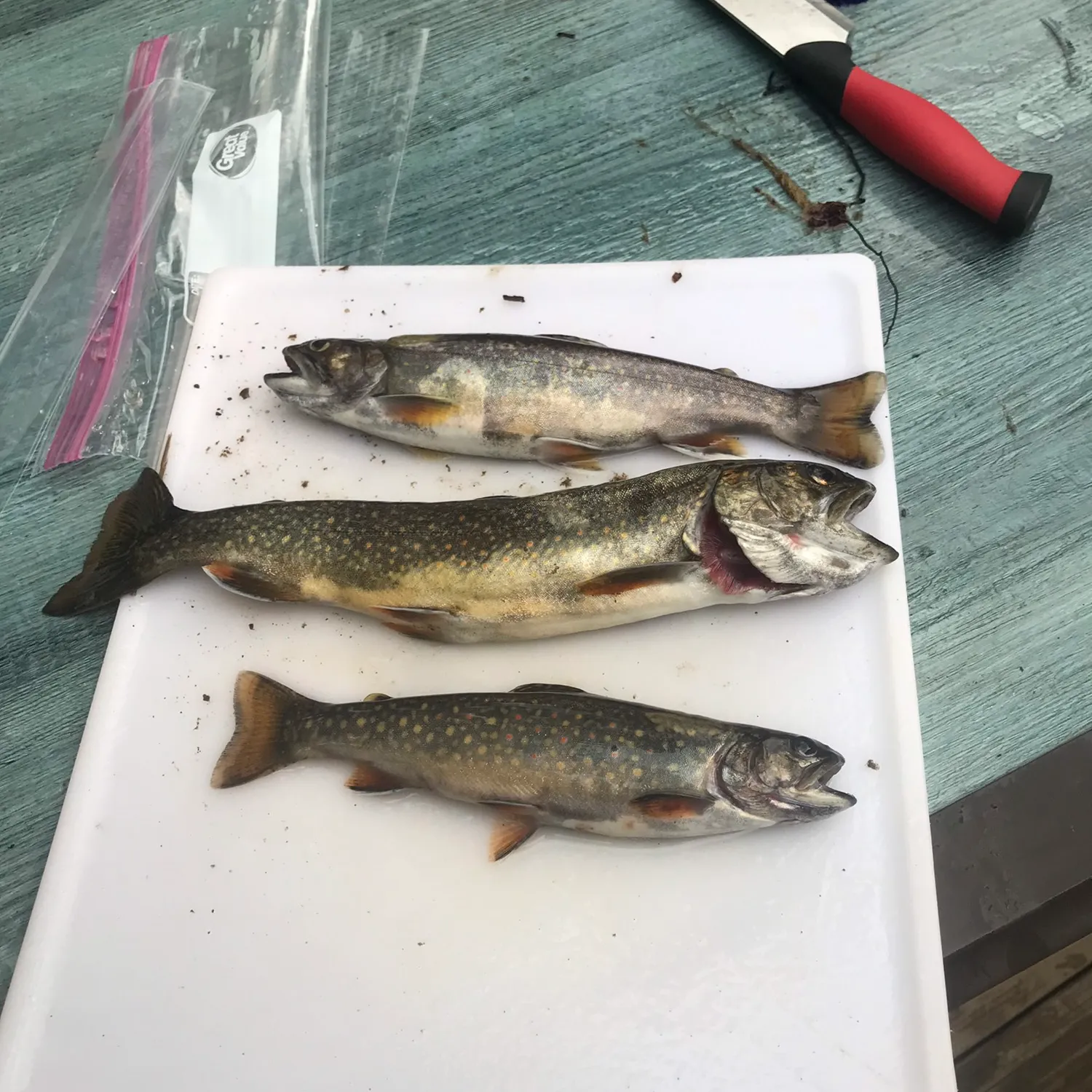 recently logged catches