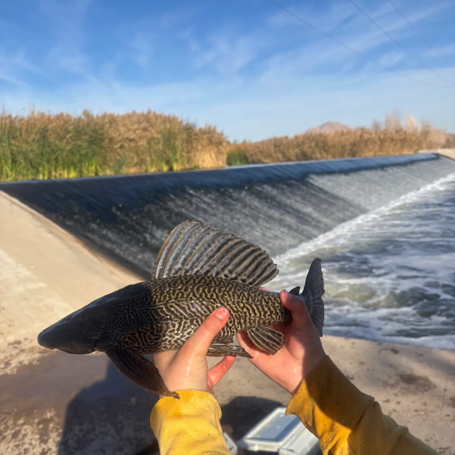 The most popular recent Orinoco sailfin catfish catch on Fishbrain