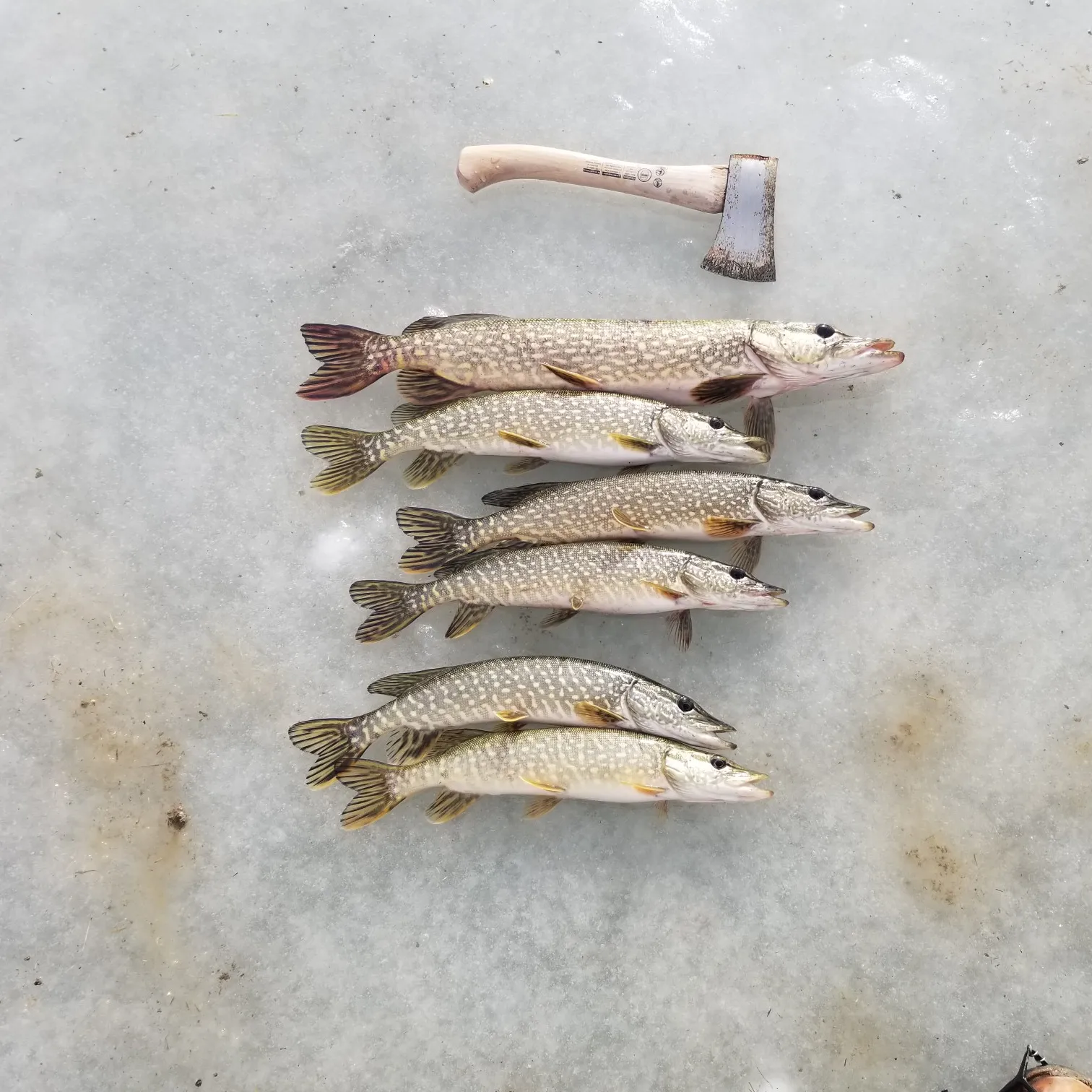 recently logged catches