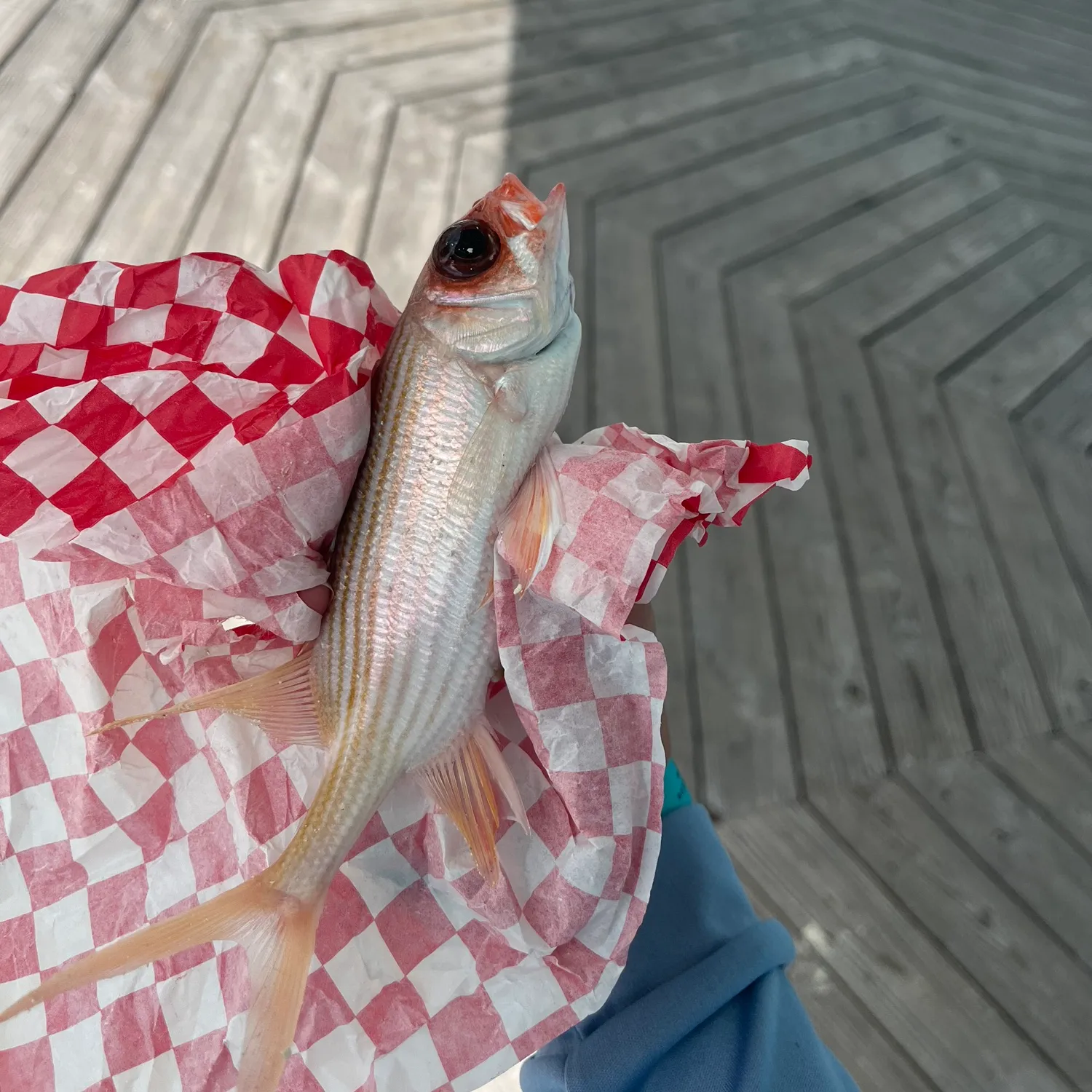 The most popular recent Squirrelfish catch on Fishbrain