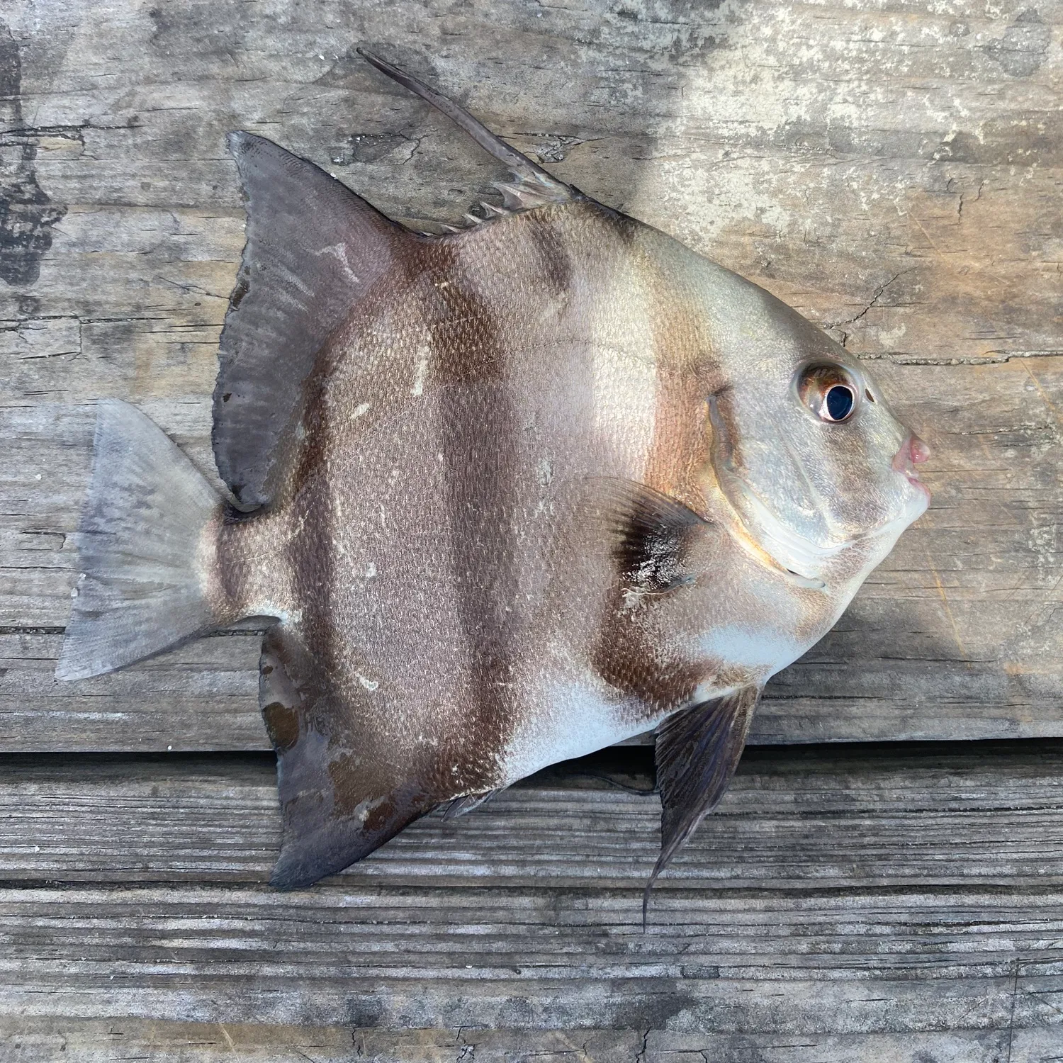 The most popular recent Atlantic spadefish catch on Fishbrain