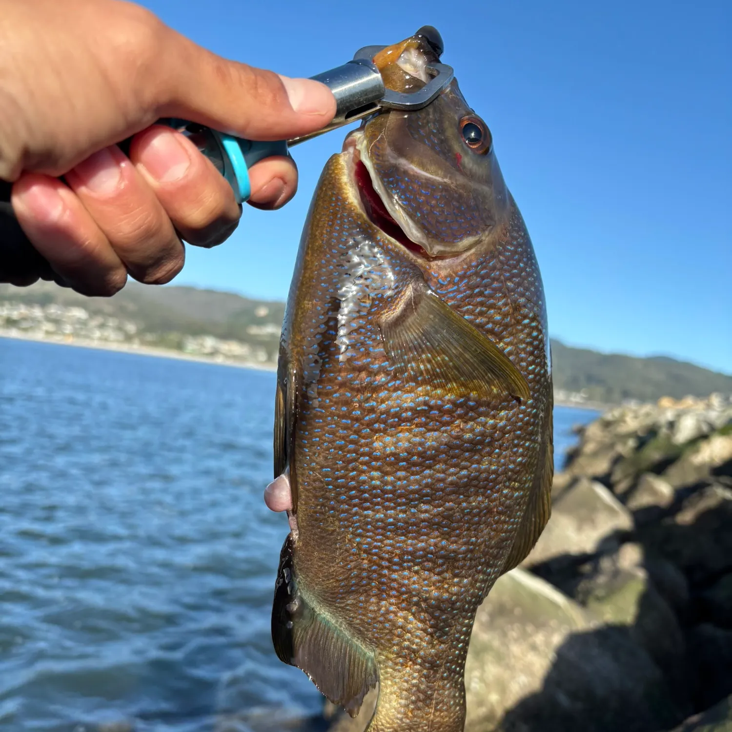 The most popular recent Blackthroat seaperch catch on Fishbrain