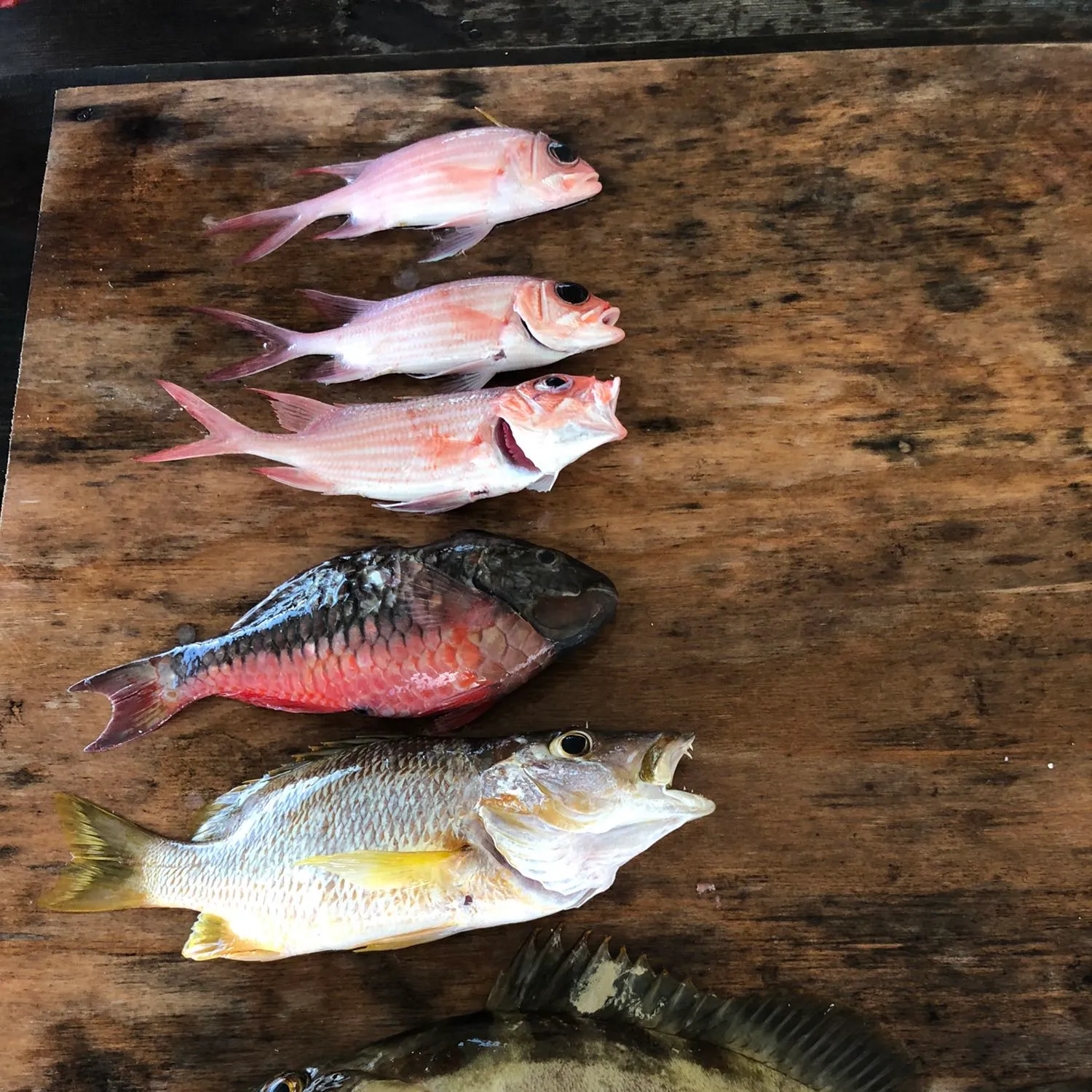 recently logged catches