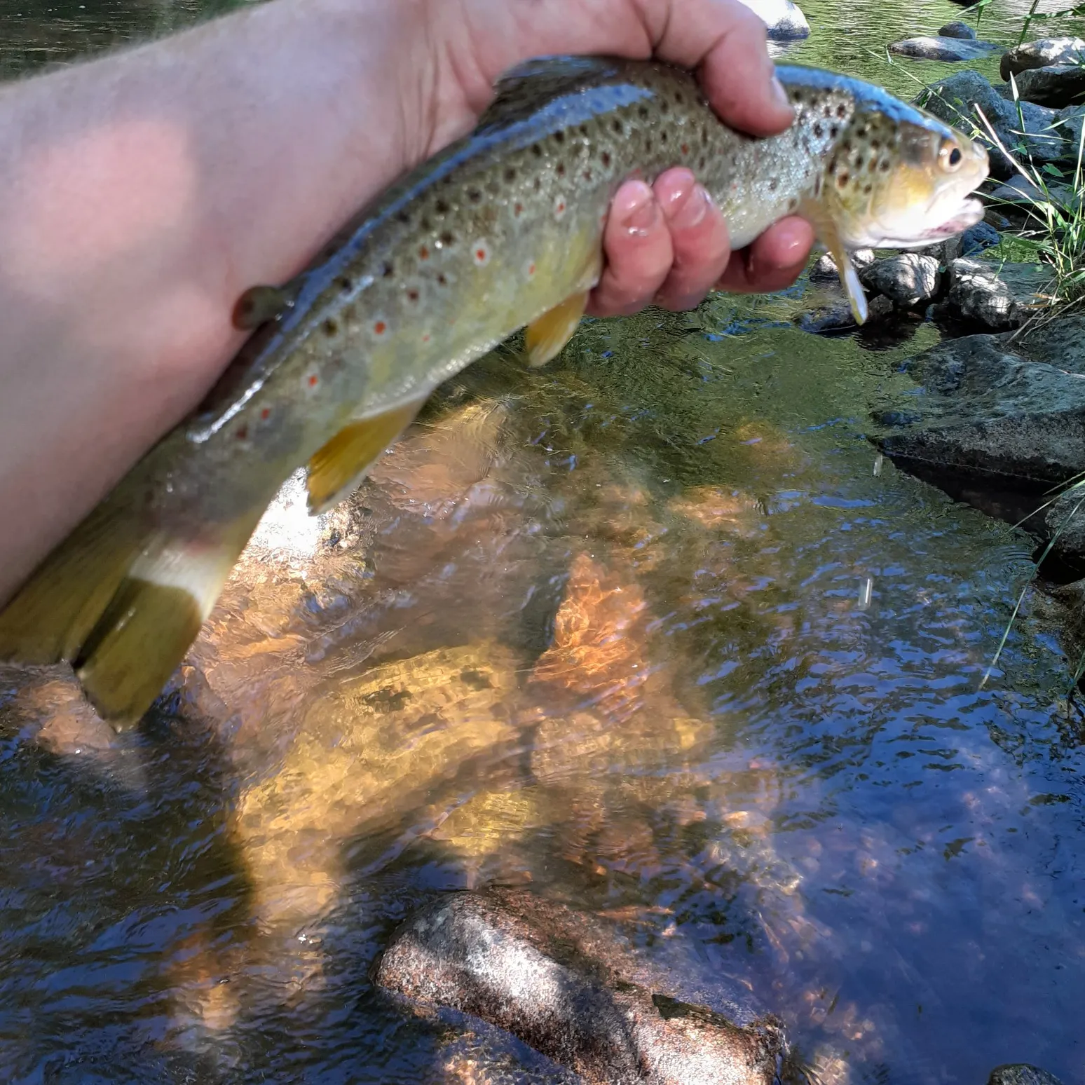 recently logged catches