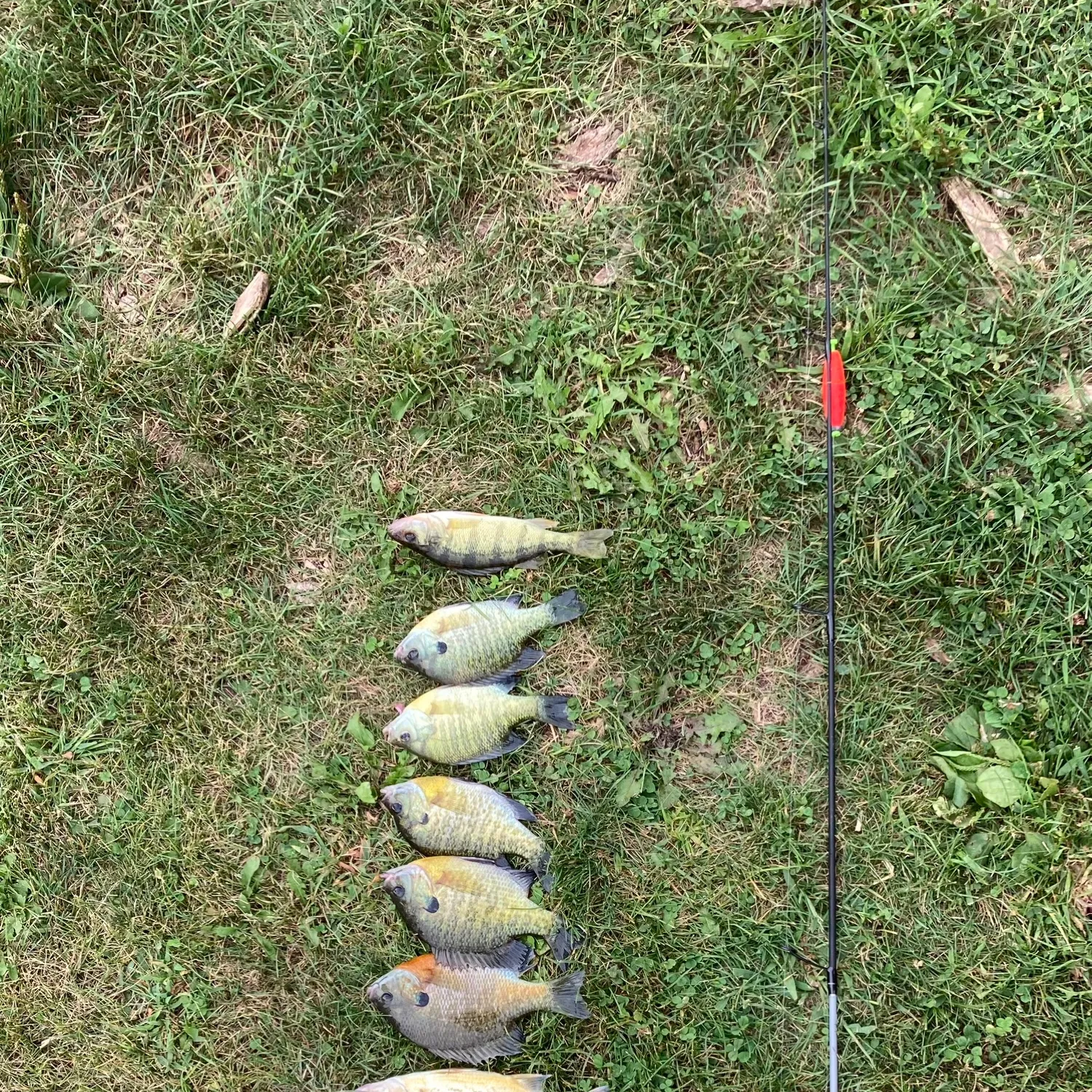 recently logged catches