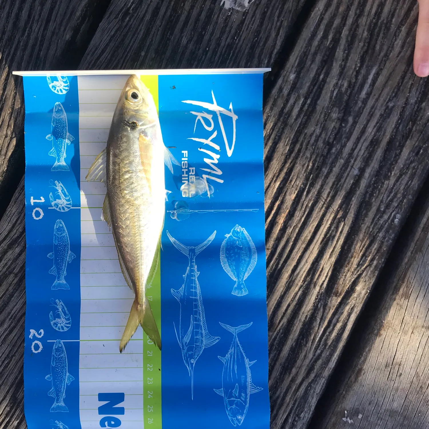 The most popular recent Yellowtail scad catch on Fishbrain