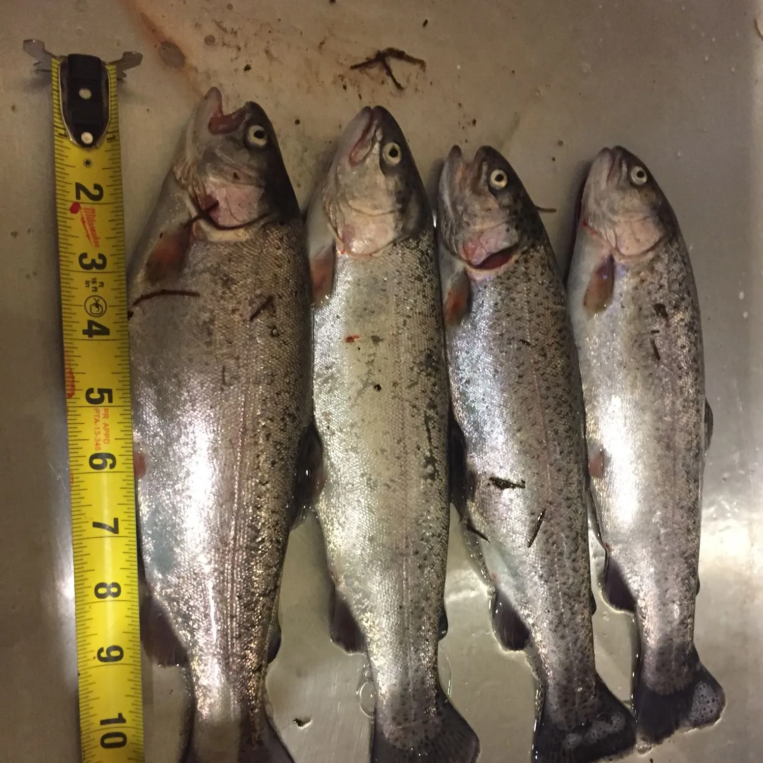 recently logged catches