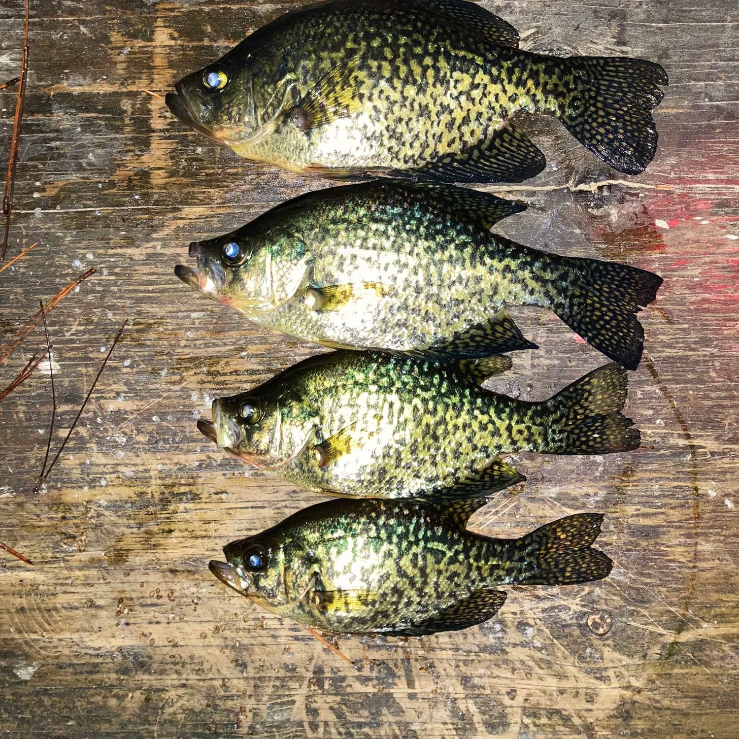 recently logged catches