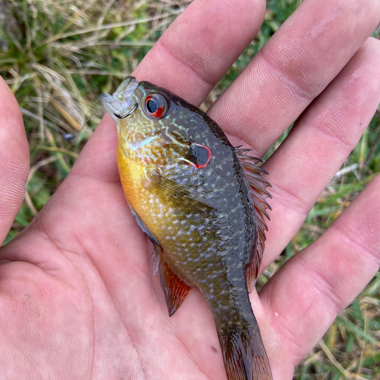 The most popular recent Northern sunfish catch on Fishbrain