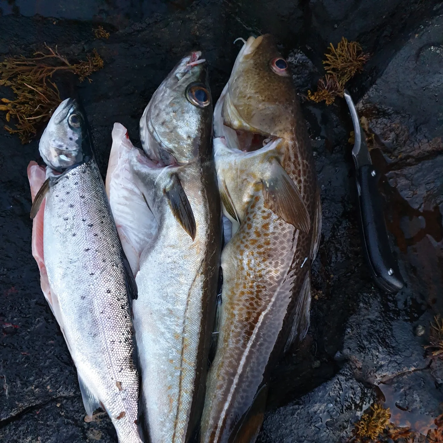 recently logged catches