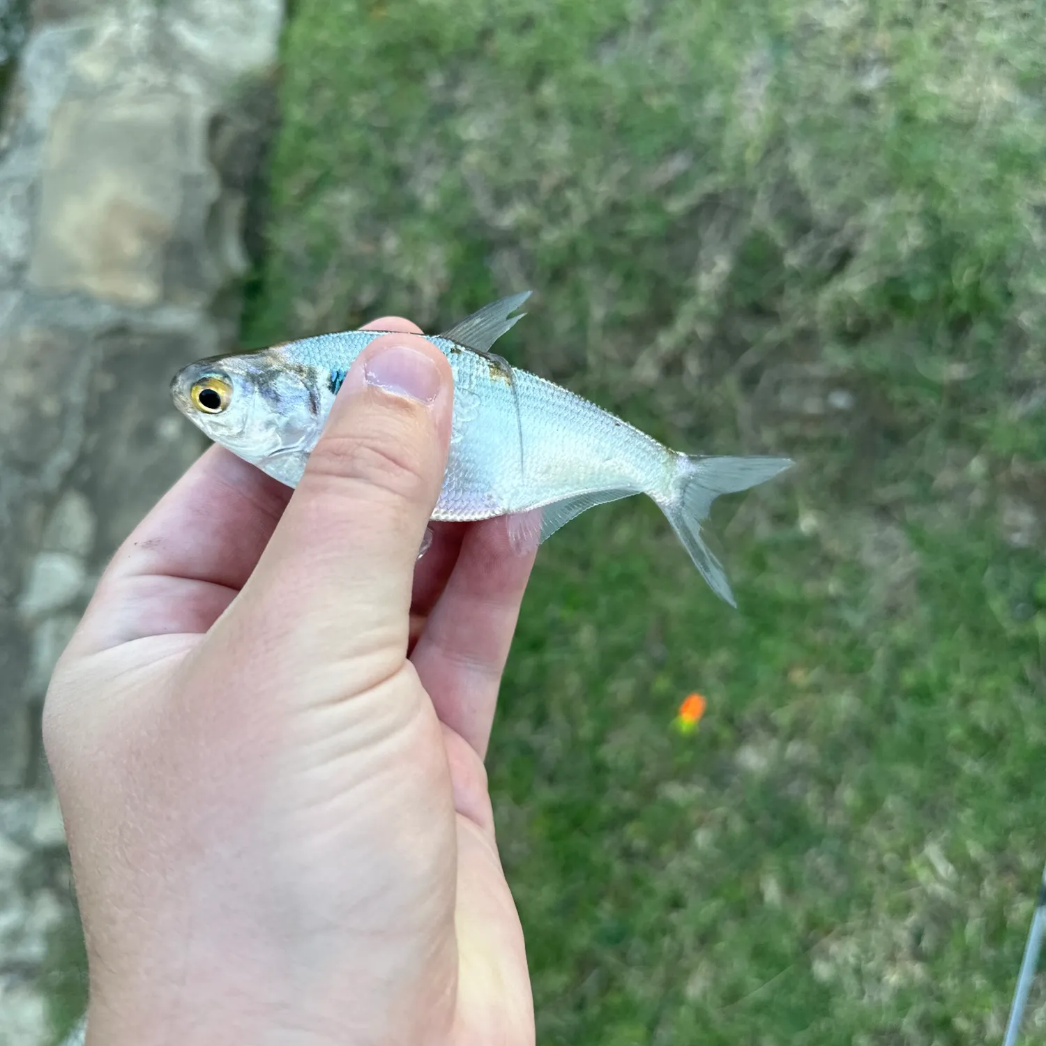 The most popular recent Goldeye catch on Fishbrain