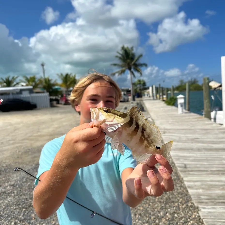 The most popular recent Nassau grouper catch on Fishbrain