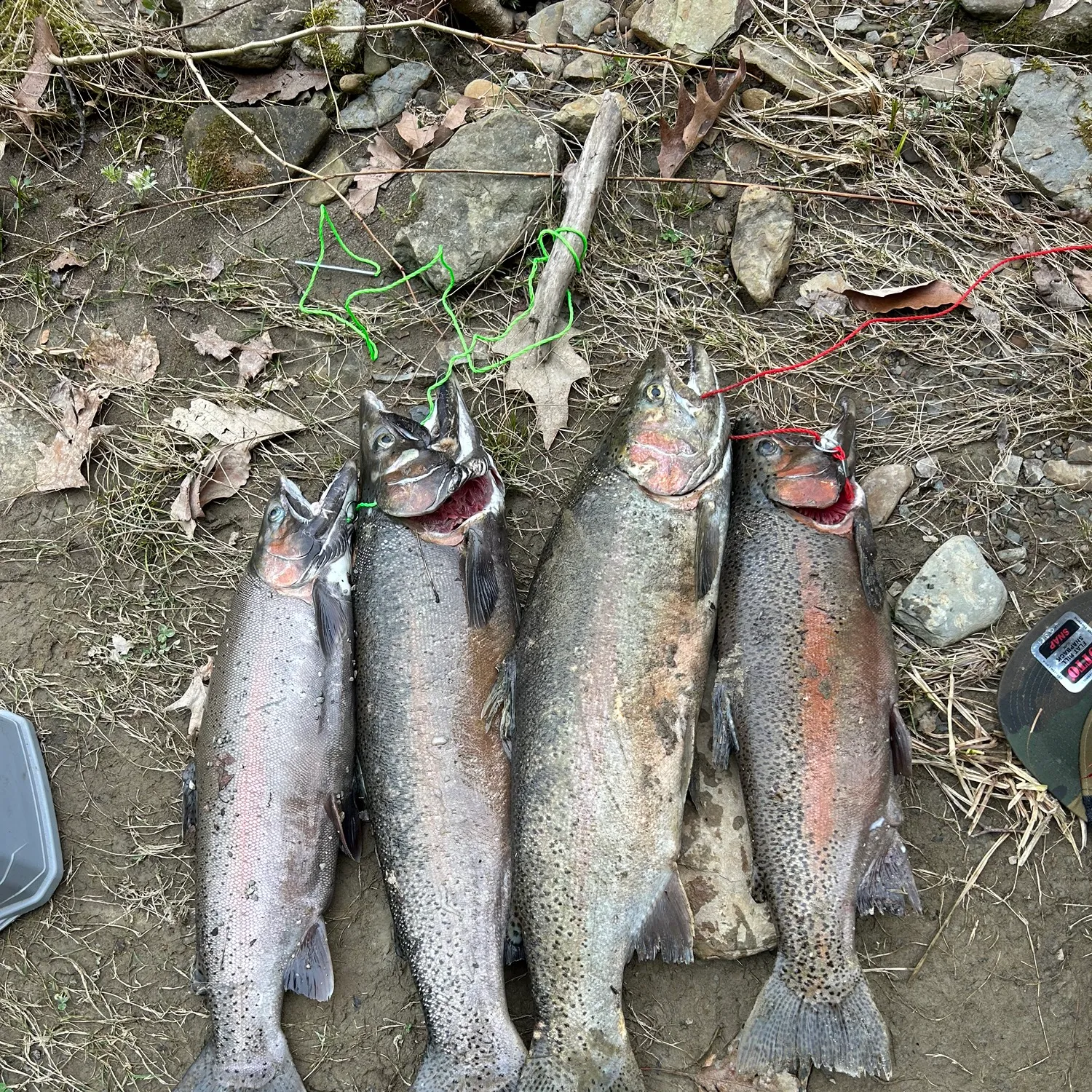 recently logged catches