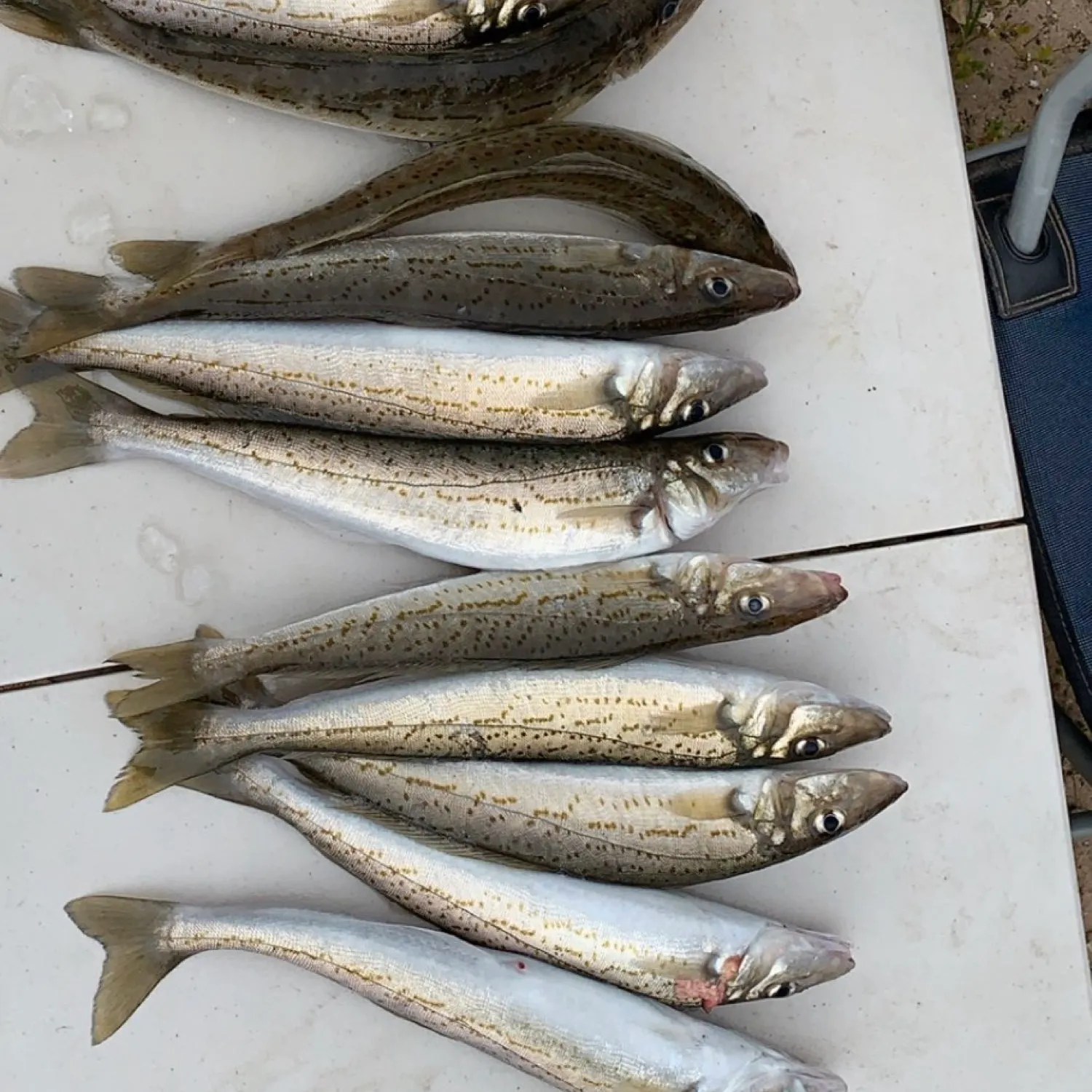 recently logged catches