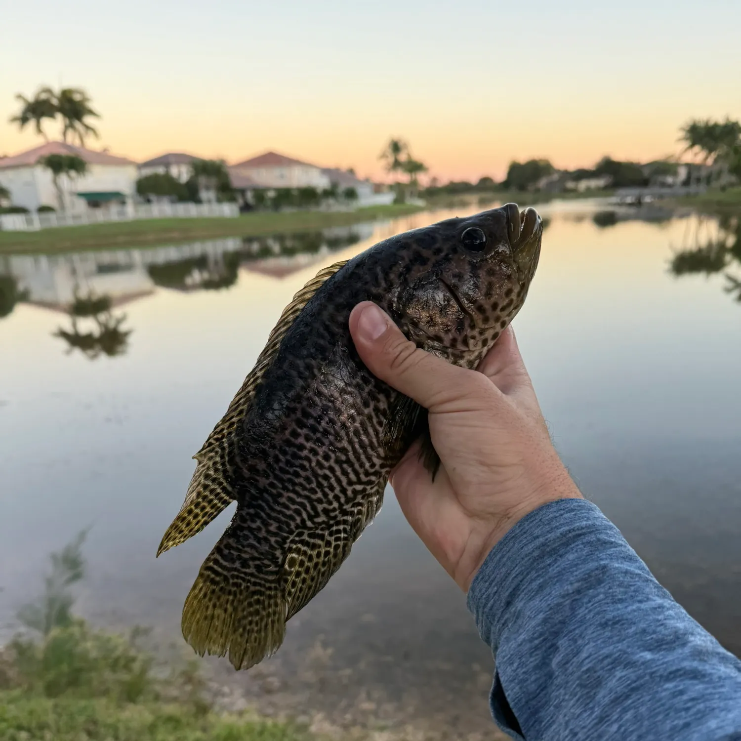 The most popular recent Jaguar cichlid catch on Fishbrain