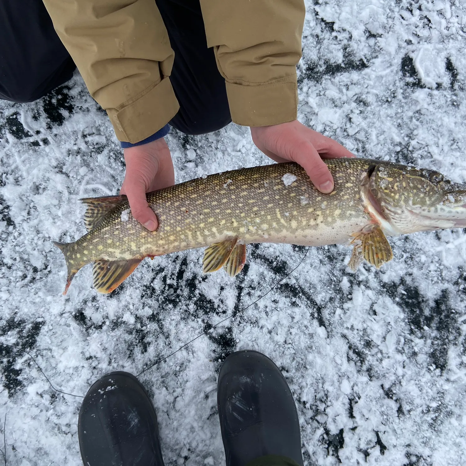 recently logged catches