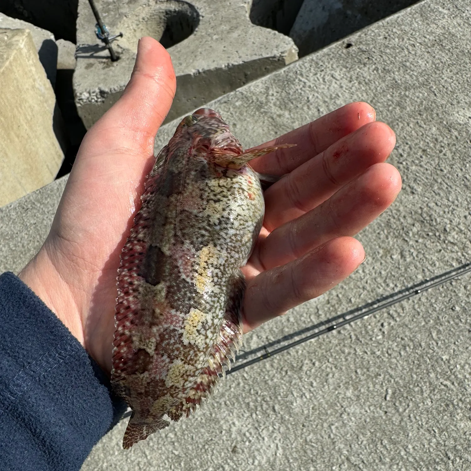 The most popular recent Honeycomb grouper catch on Fishbrain