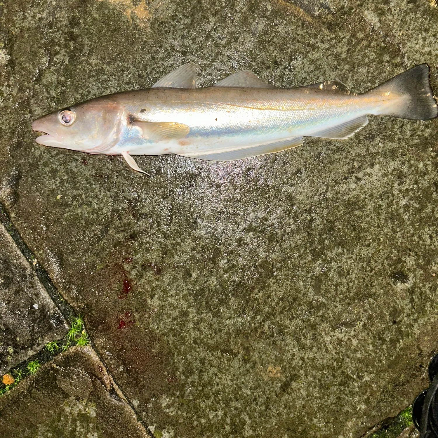 The most popular recent Whiting catch on Fishbrain