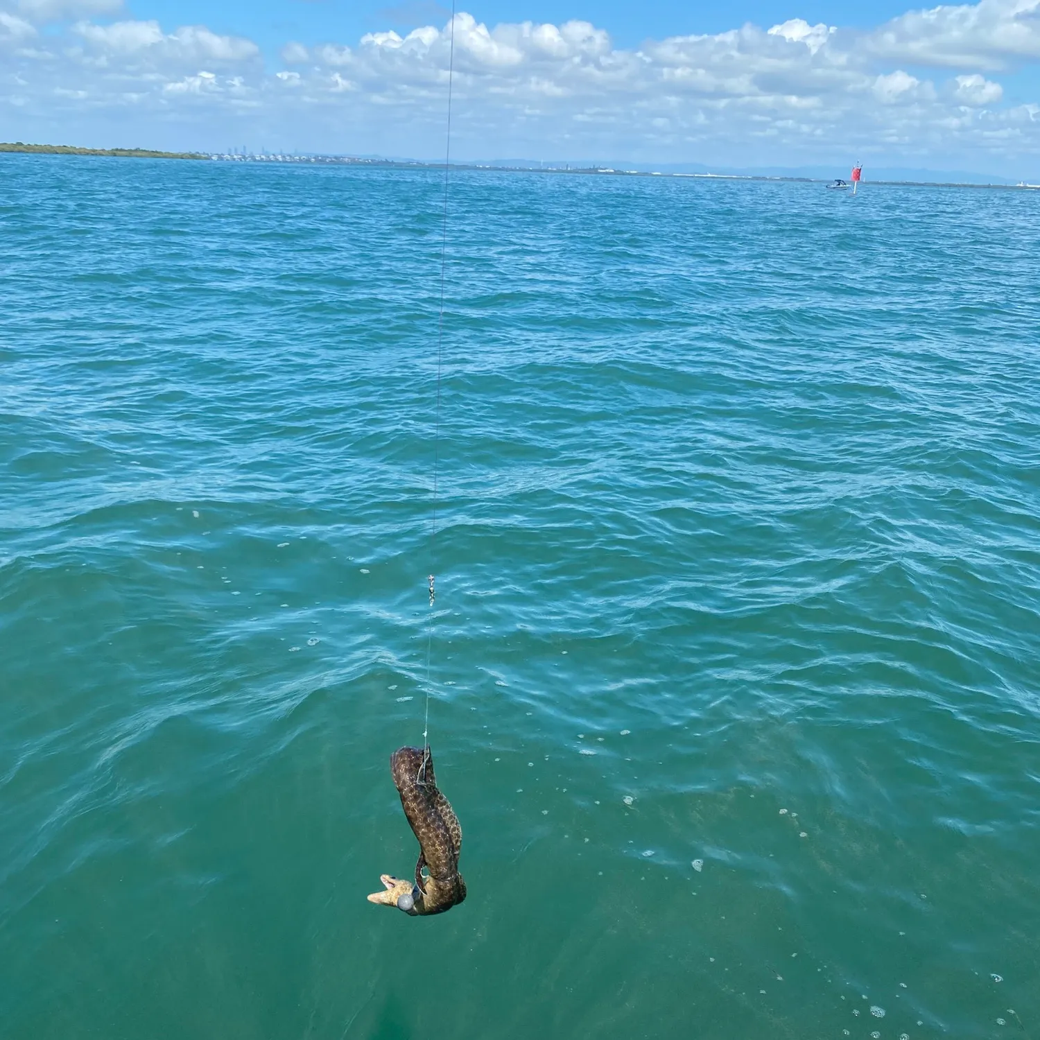 The most popular recent Speckled longfin eel catch on Fishbrain