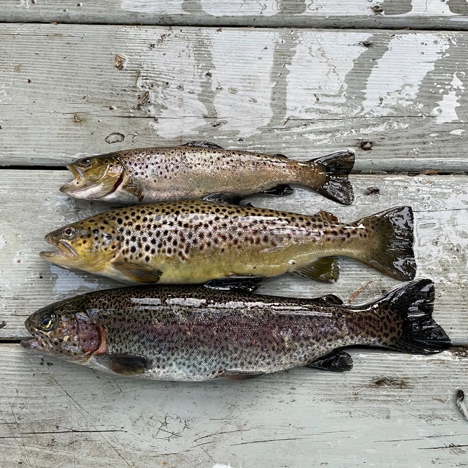 recently logged catches