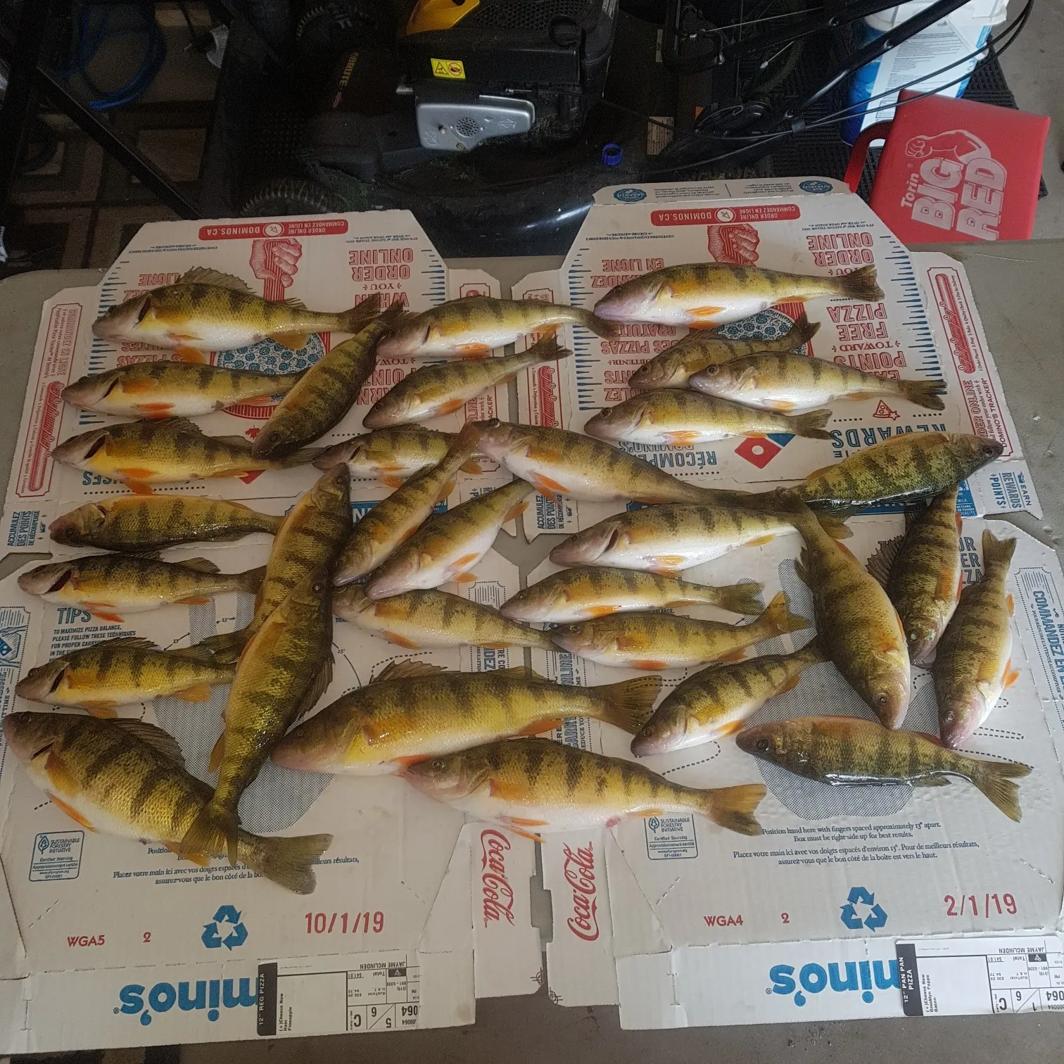 recently logged catches