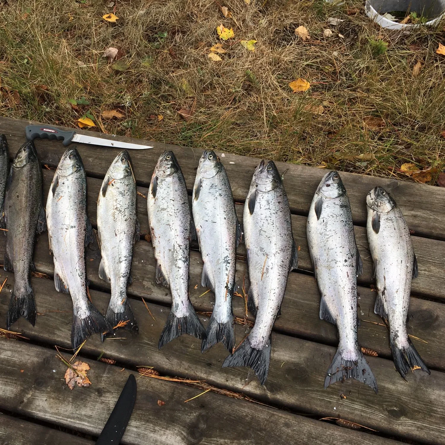 recently logged catches