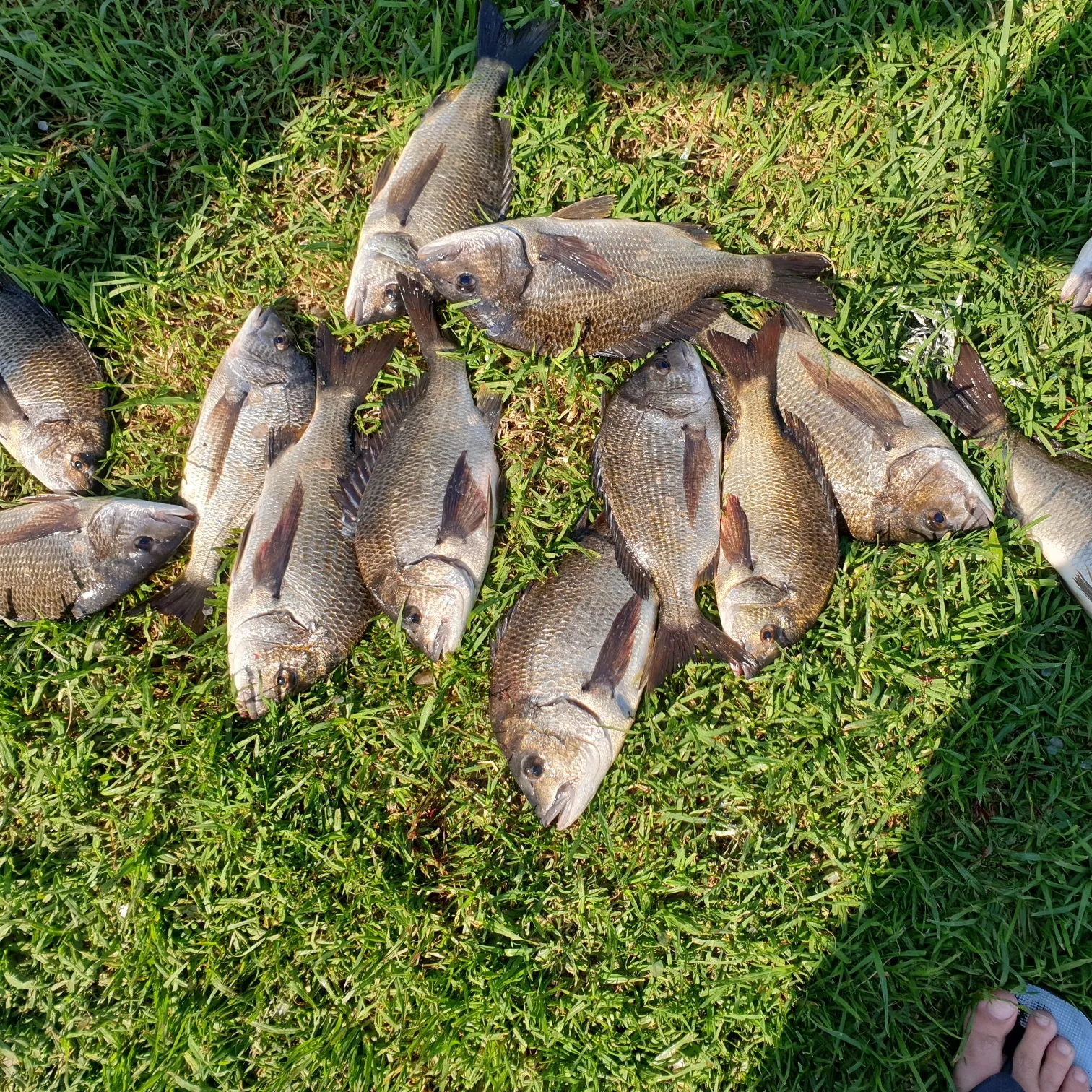 recently logged catches