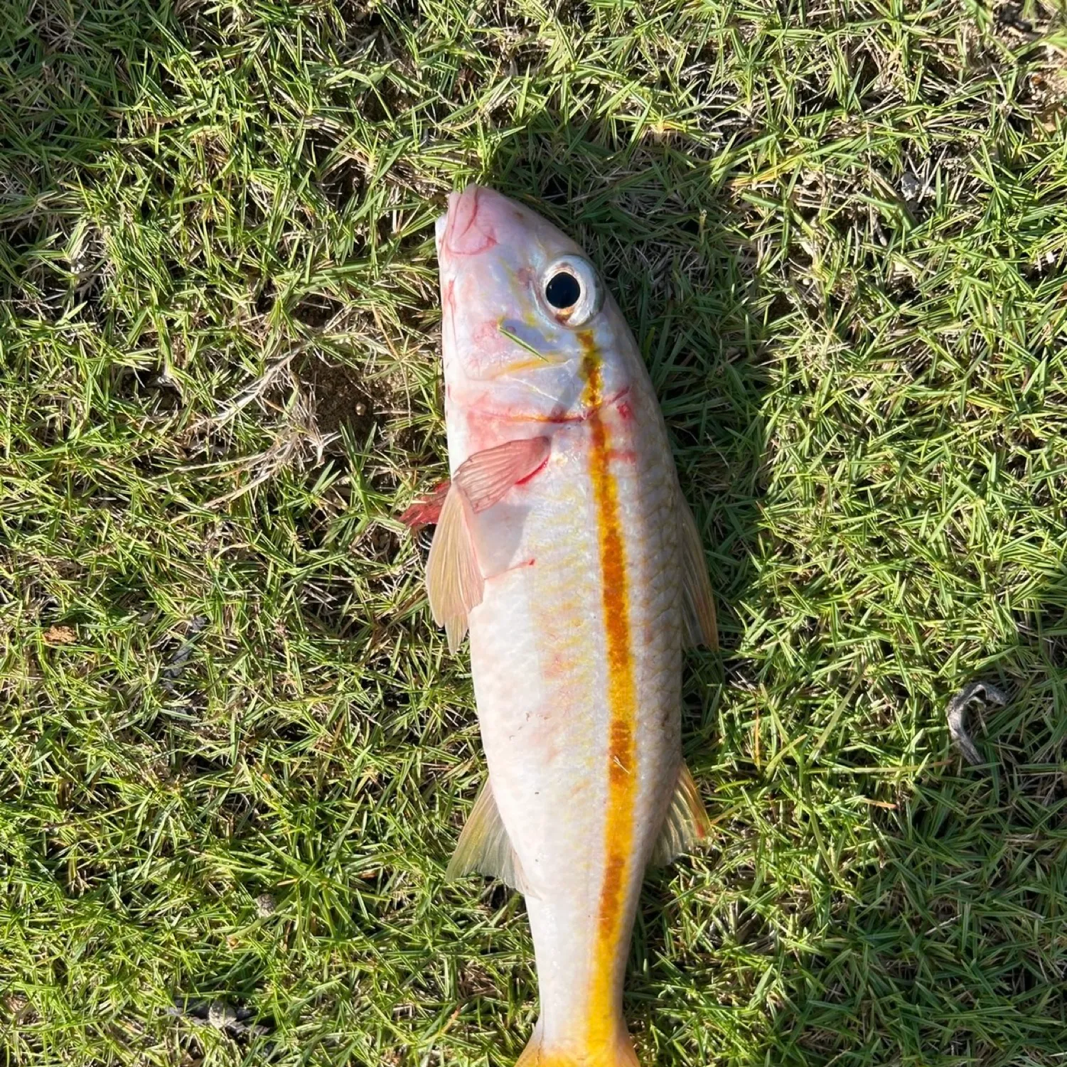 The most popular recent Yellowfin goatfish catch on Fishbrain