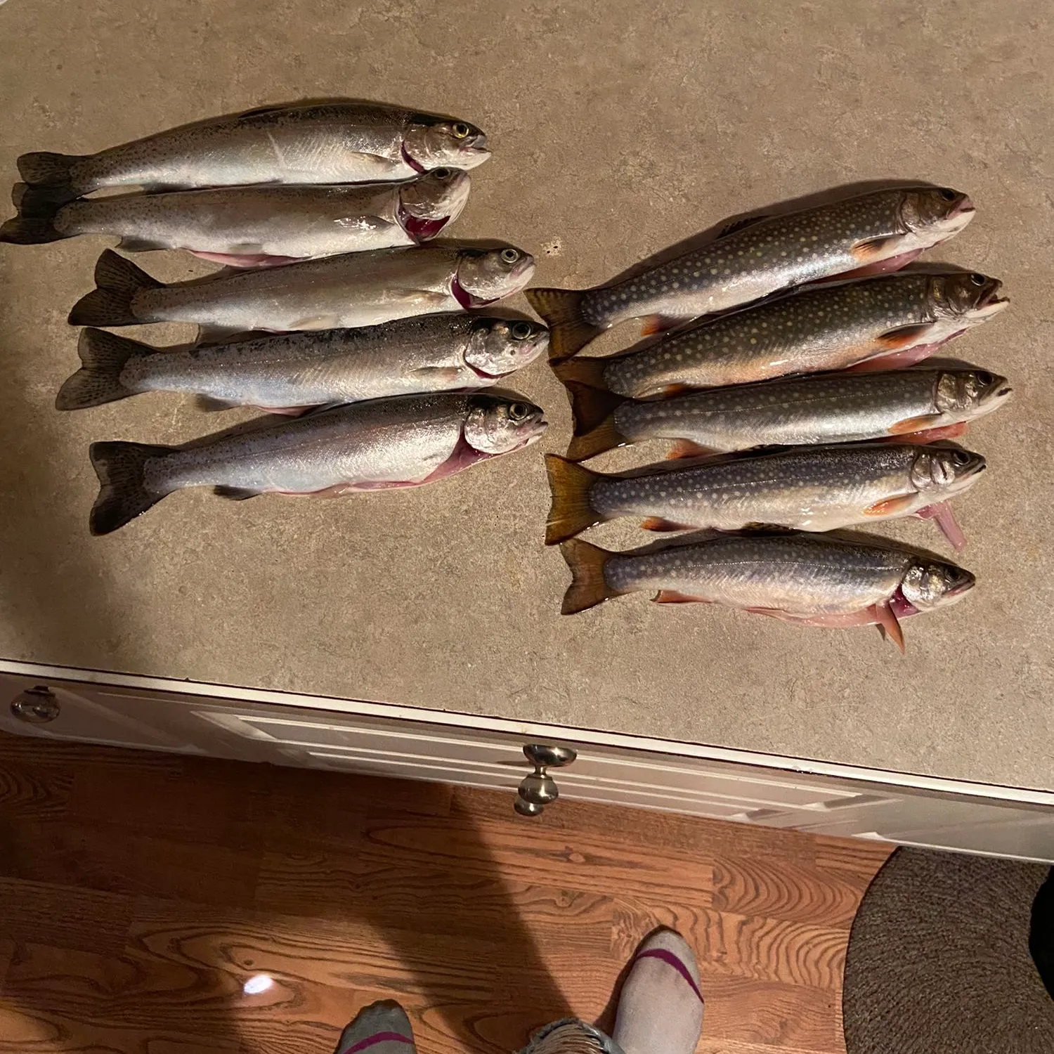 recently logged catches