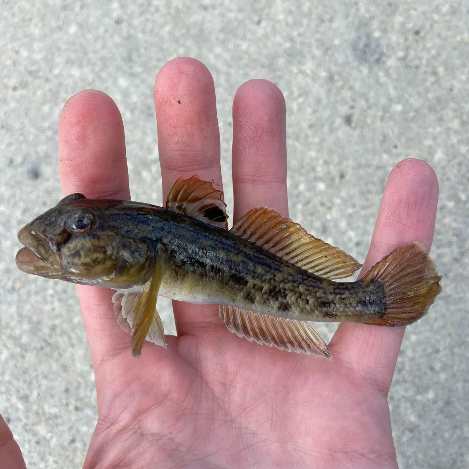 The most popular recent Round goby catch on Fishbrain