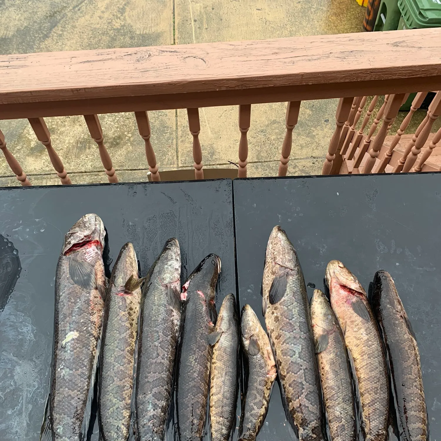 recently logged catches