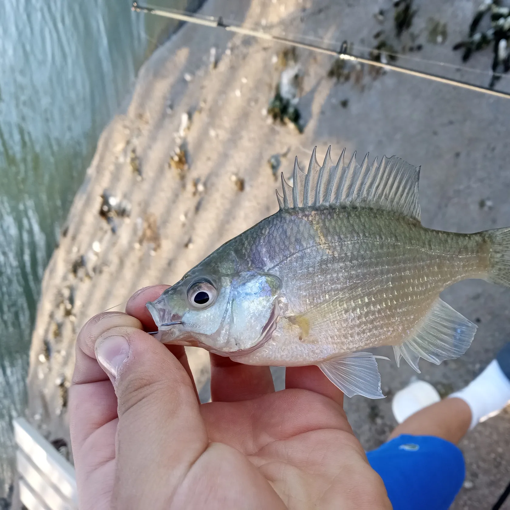 The most popular recent Mozambique tilapia catch on Fishbrain