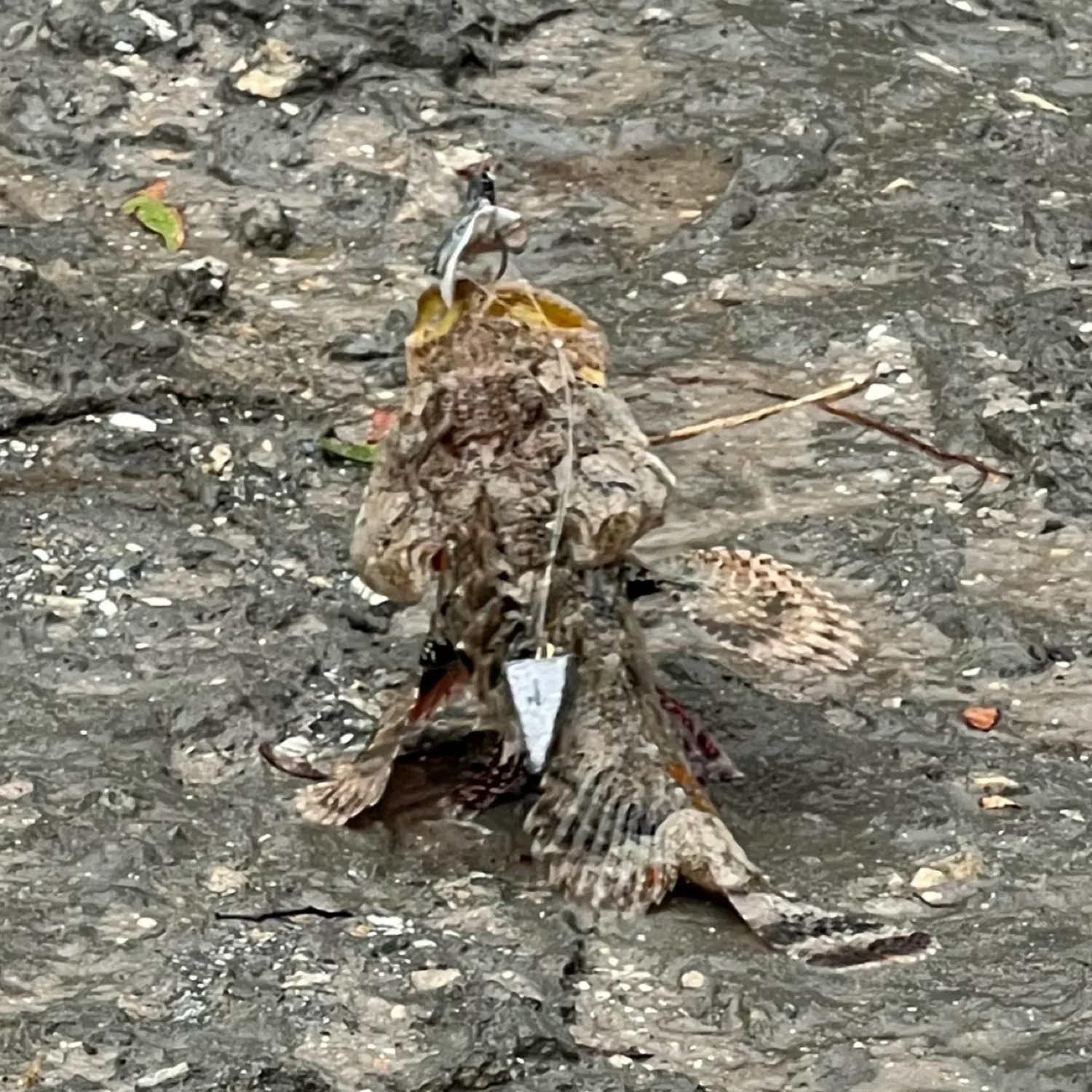 The most popular recent Pacific spotted scorpionfish catch on Fishbrain