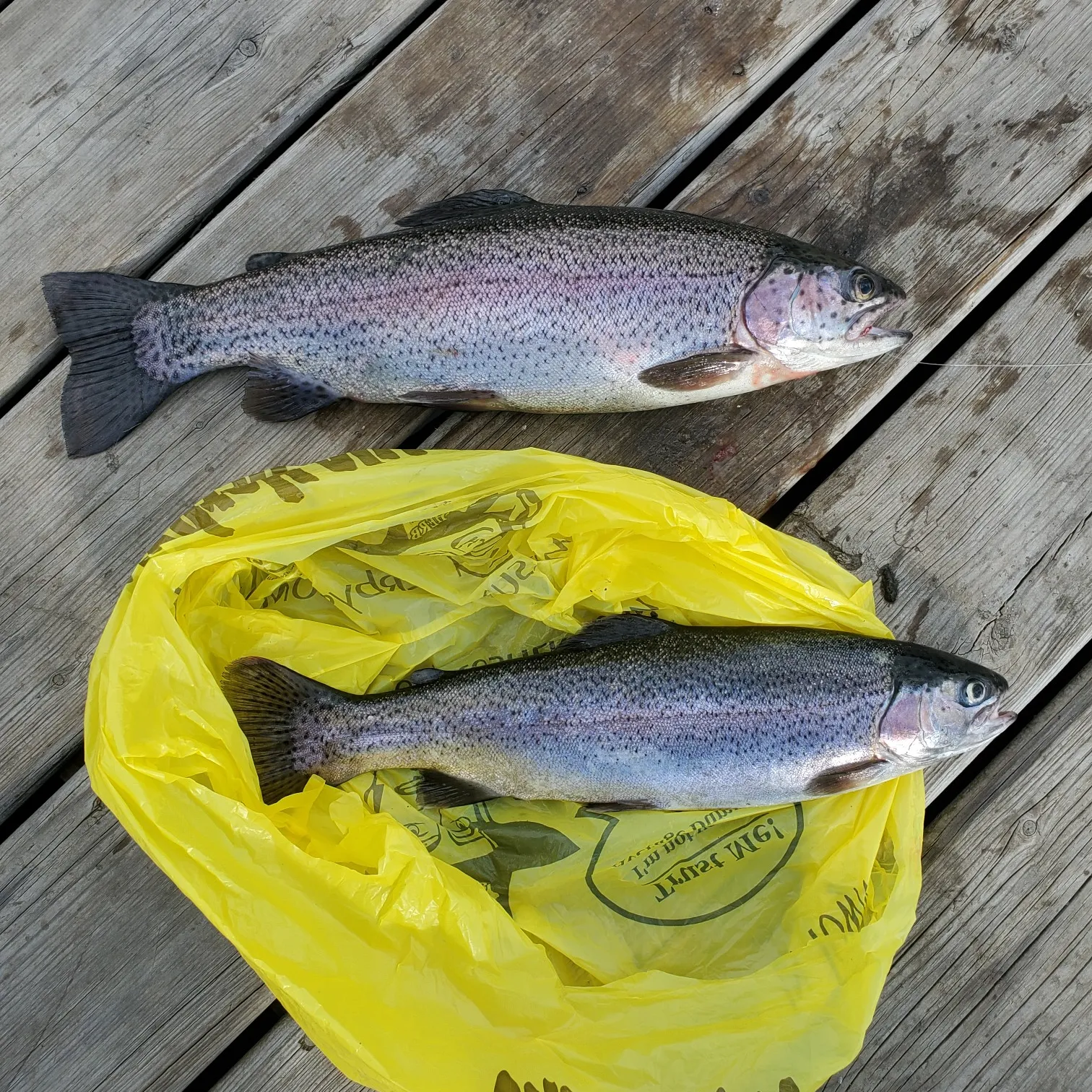 recently logged catches