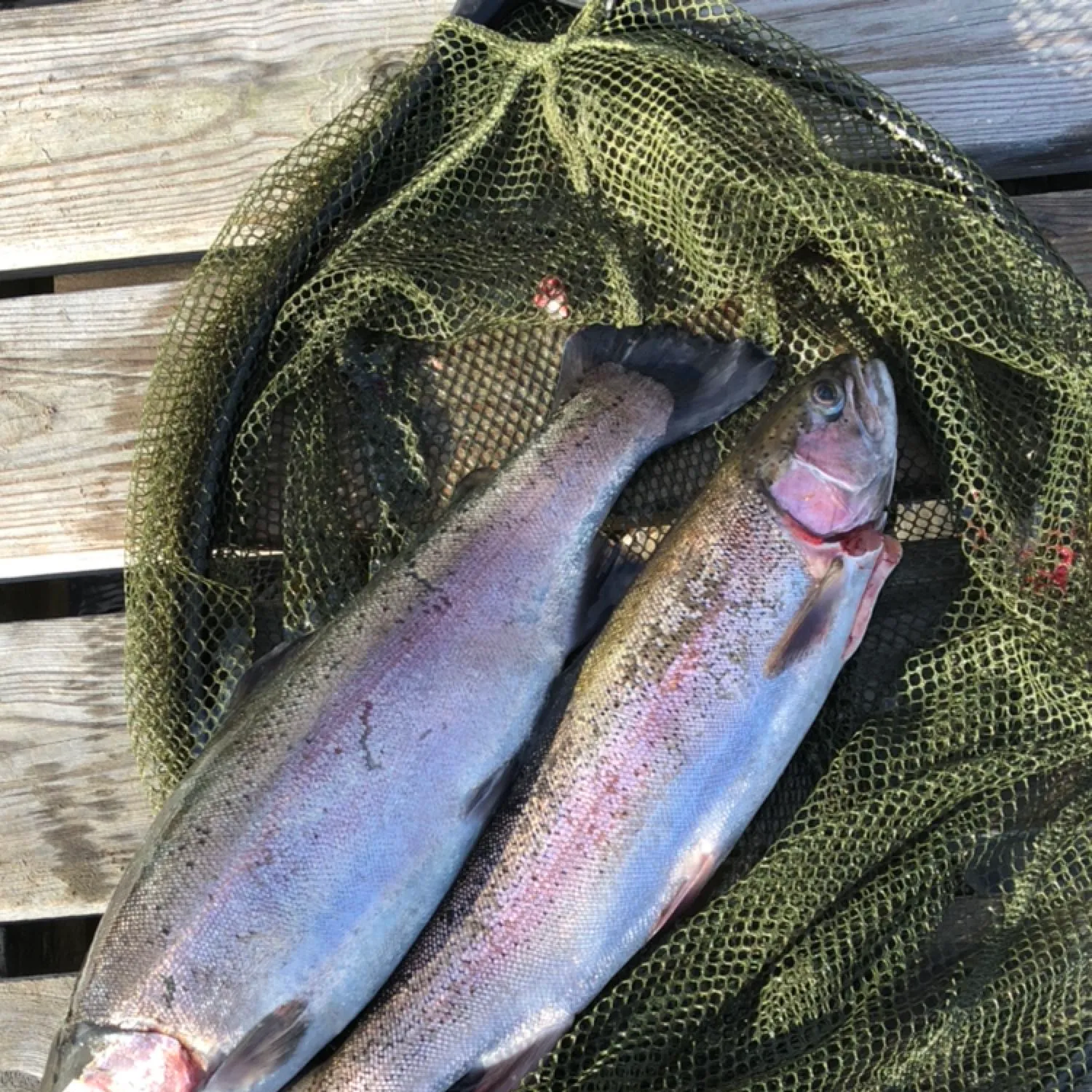 recently logged catches