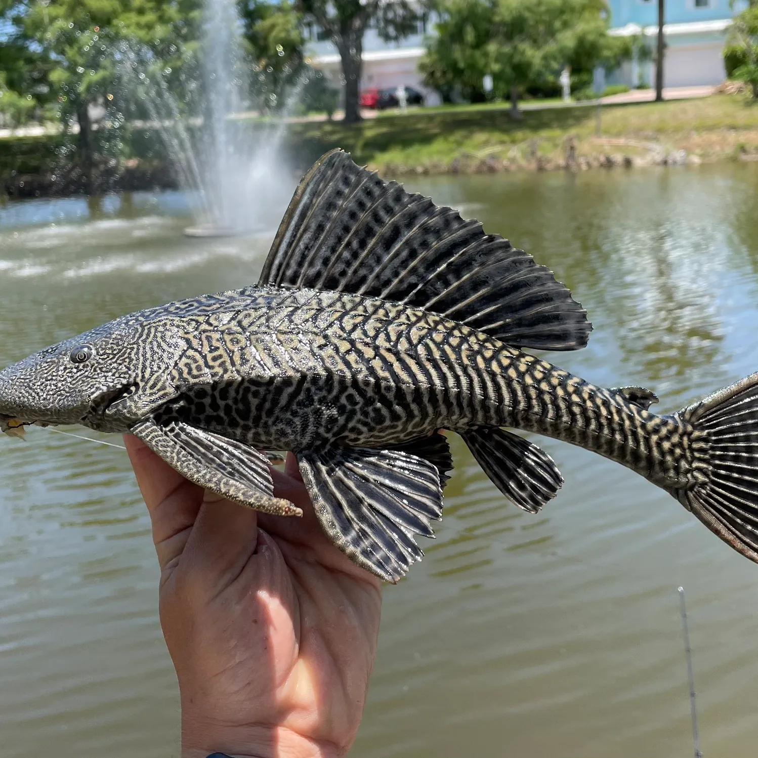 The most popular recent Vermiculated sailfin catfish catch on Fishbrain