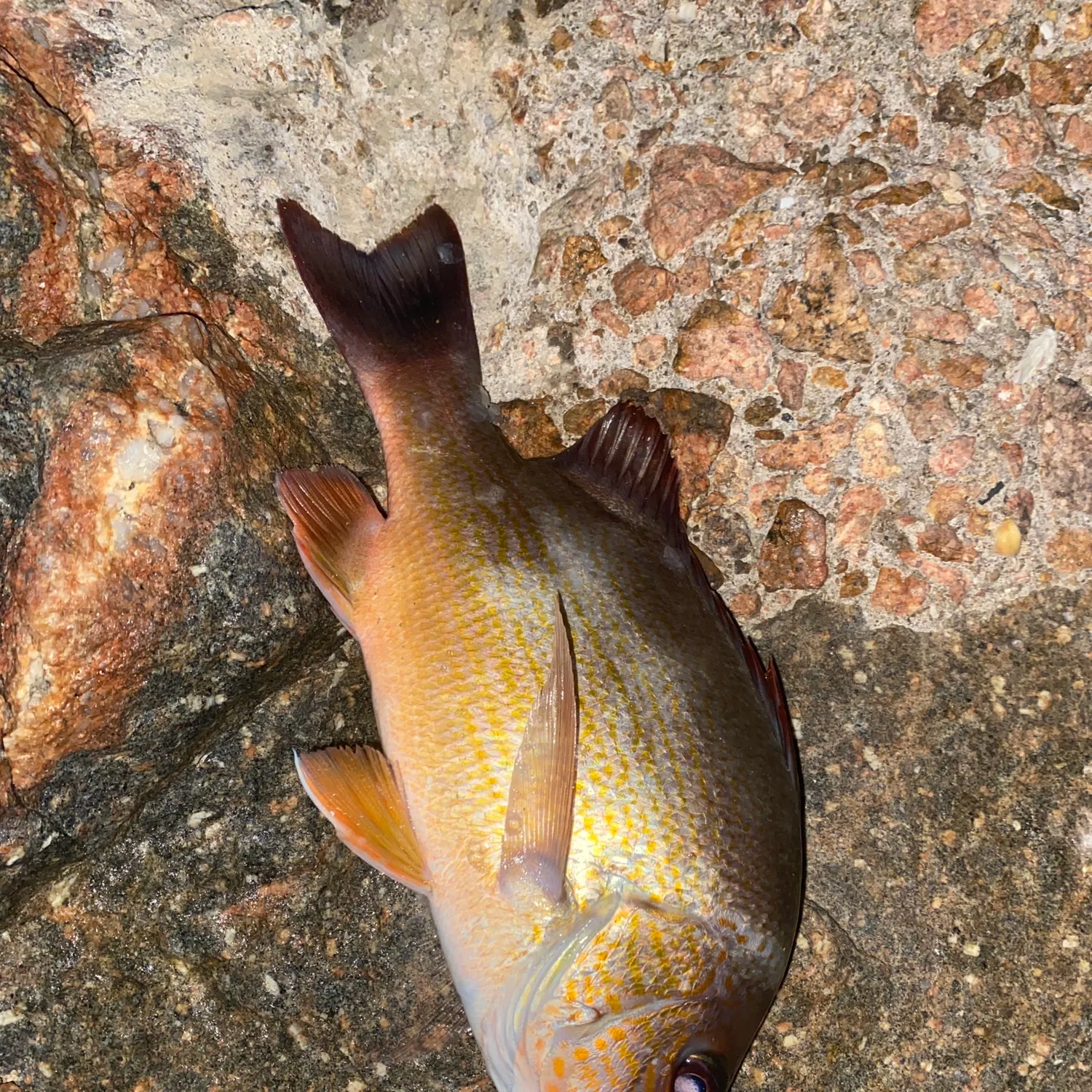 The most popular recent John's snapper catch on Fishbrain