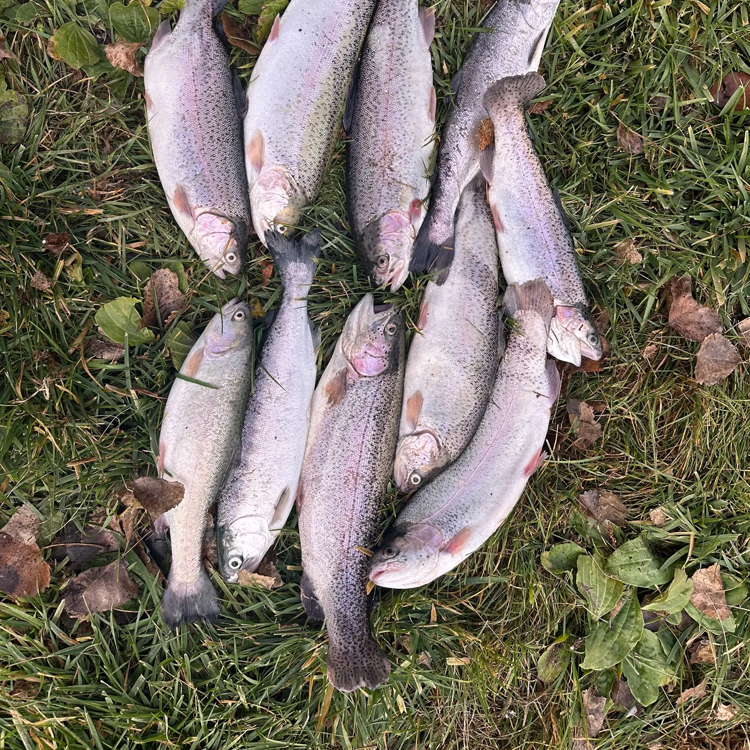 recently logged catches