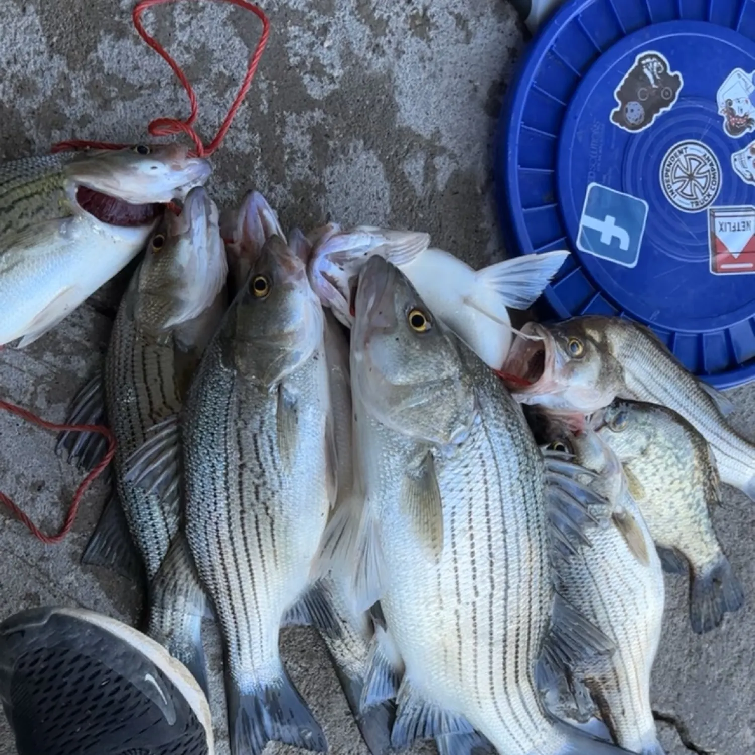 recently logged catches