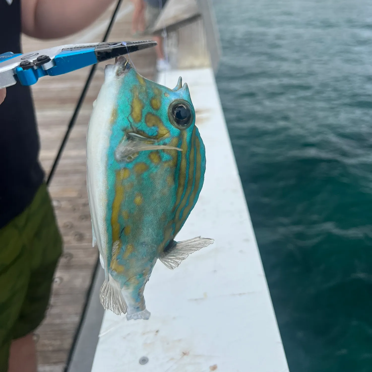 The most popular recent Scrawled cowfish catch on Fishbrain