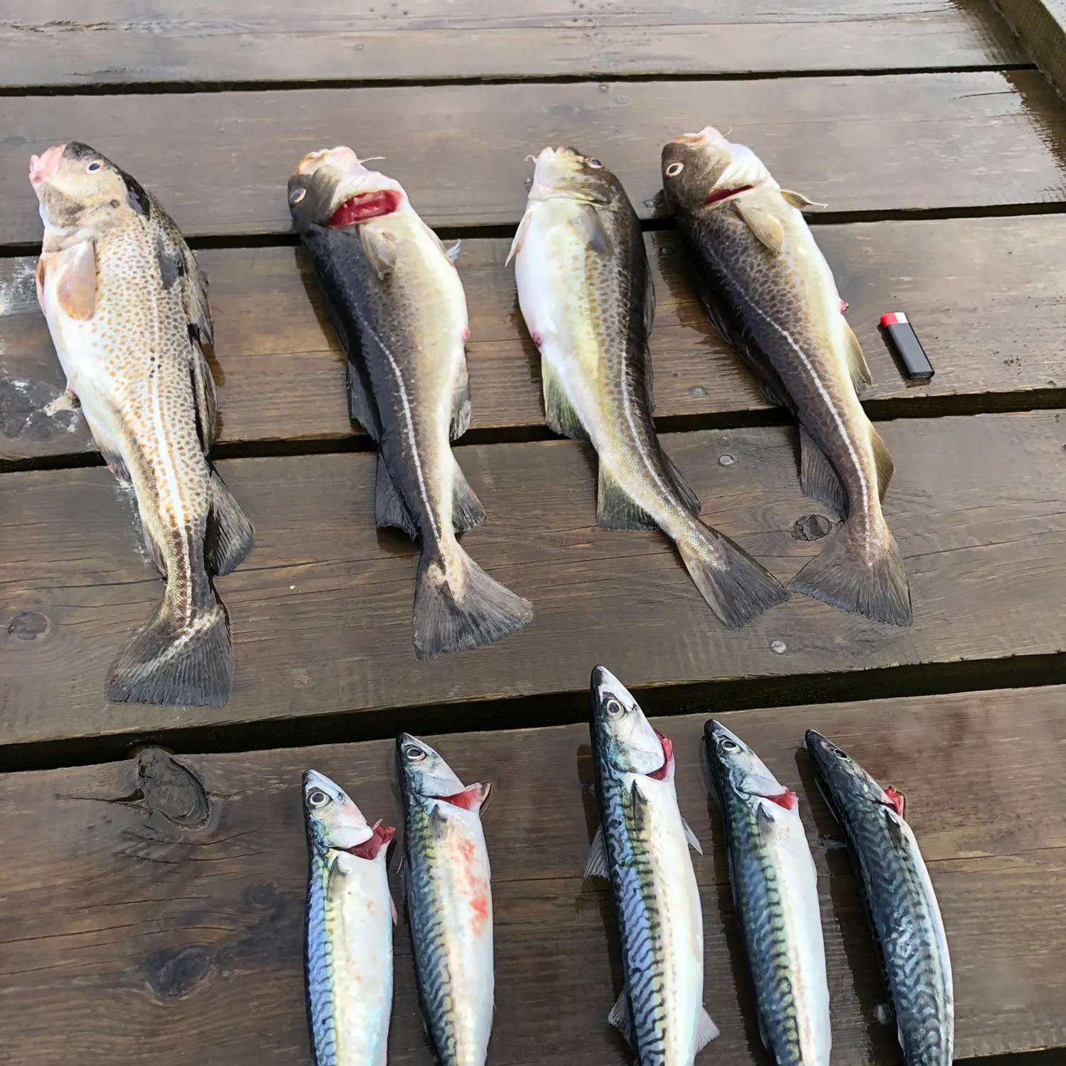 recently logged catches