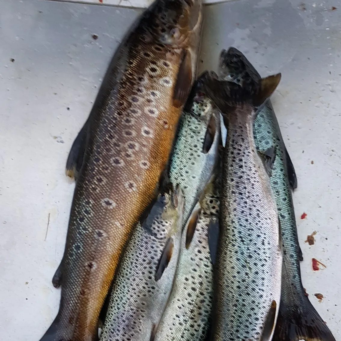 recently logged catches