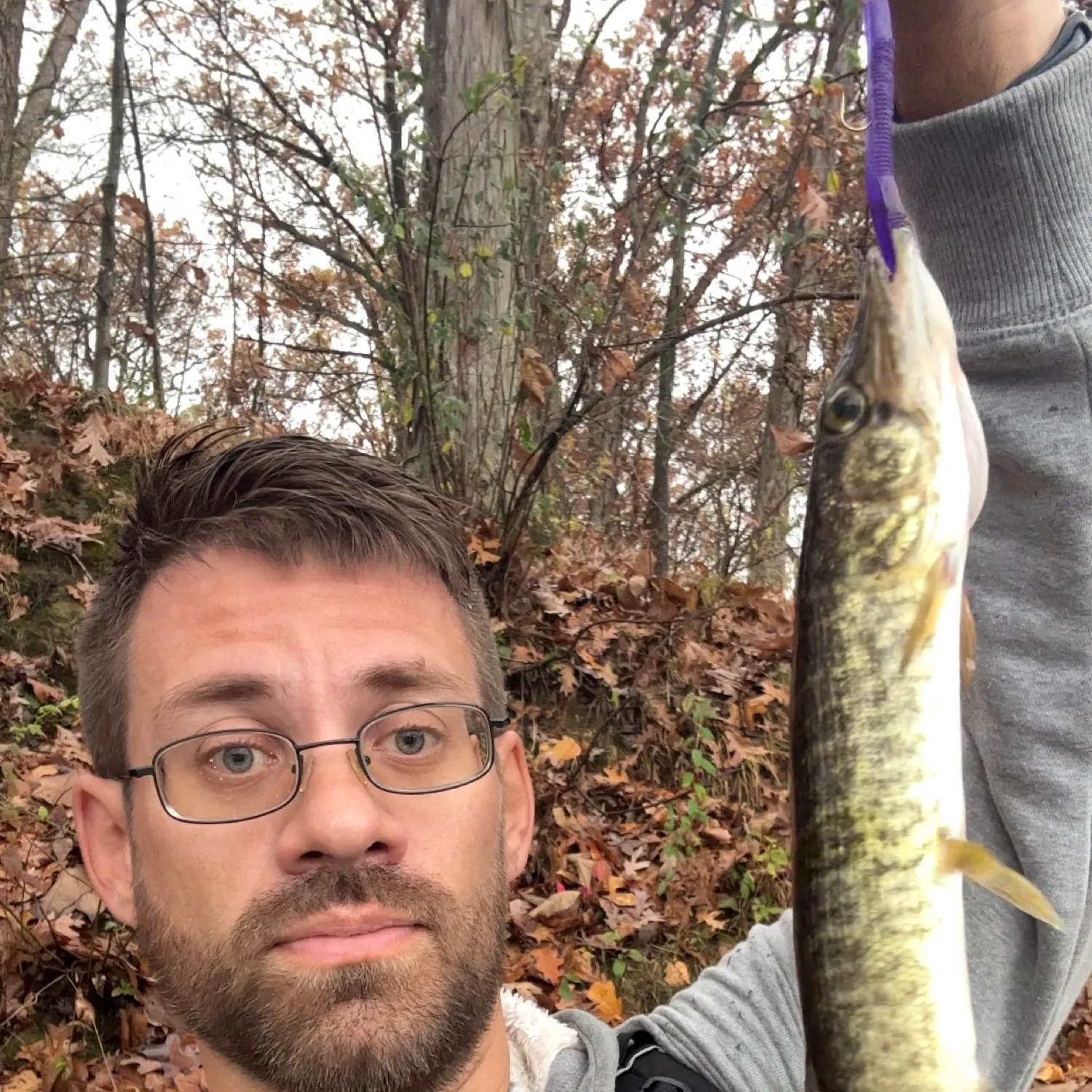 The most popular recent Grass pickerel catch on Fishbrain