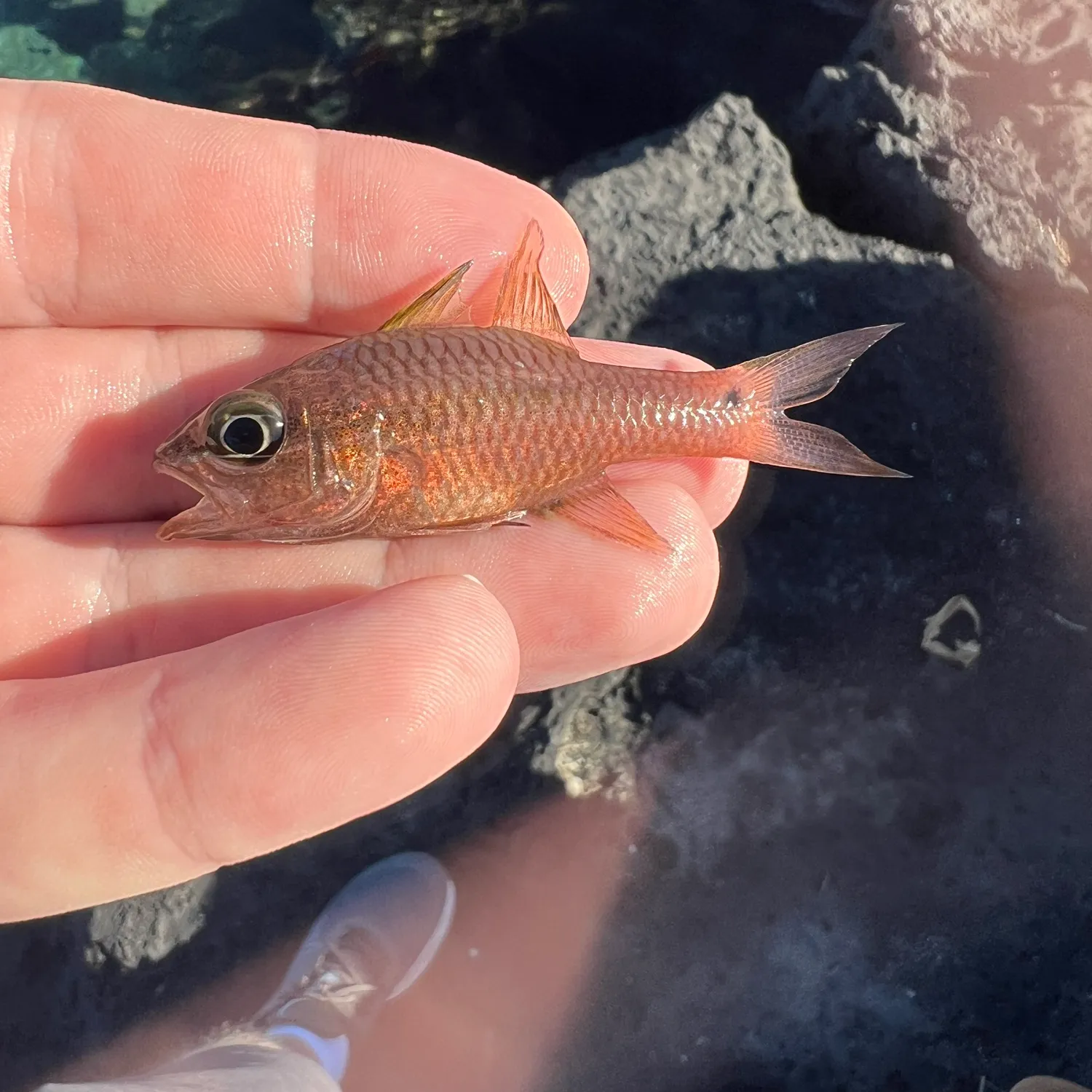 The most popular recent Iridescent cardinalfish catch on Fishbrain