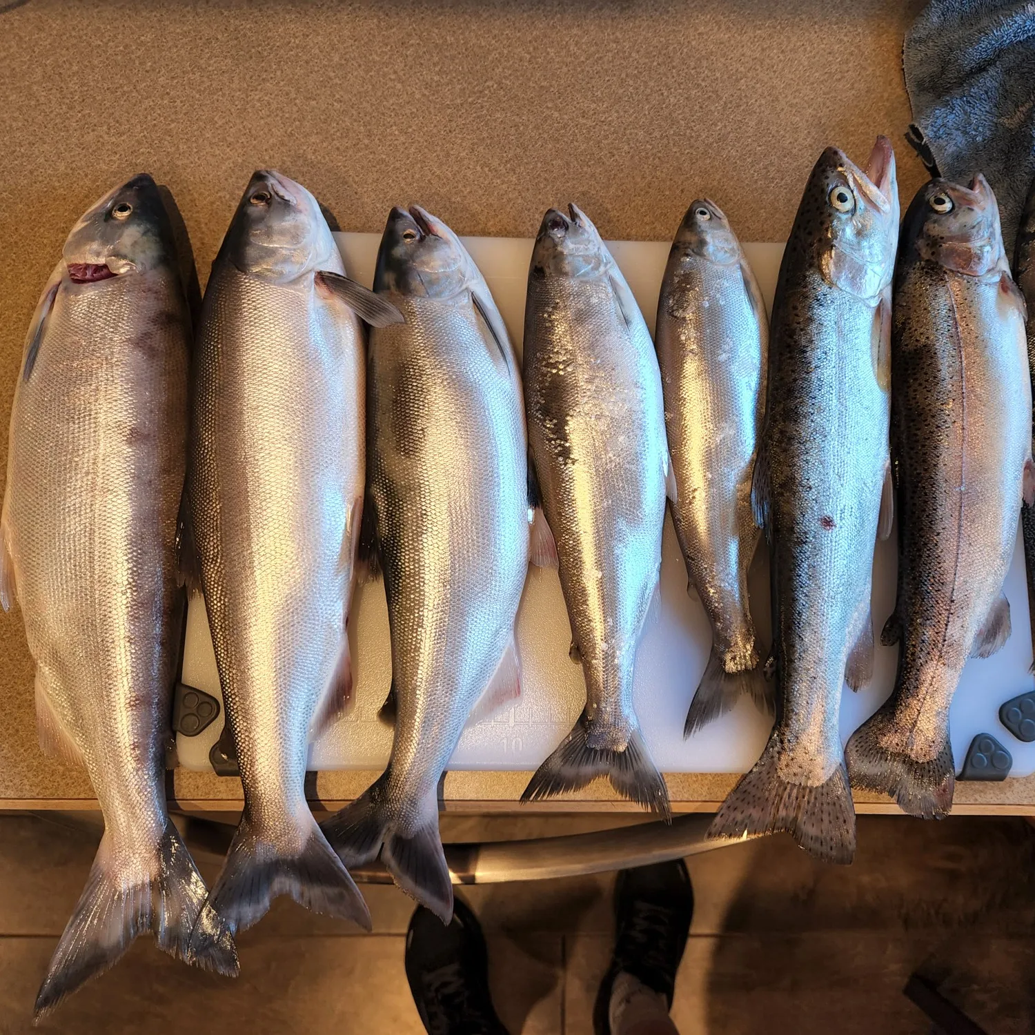 recently logged catches