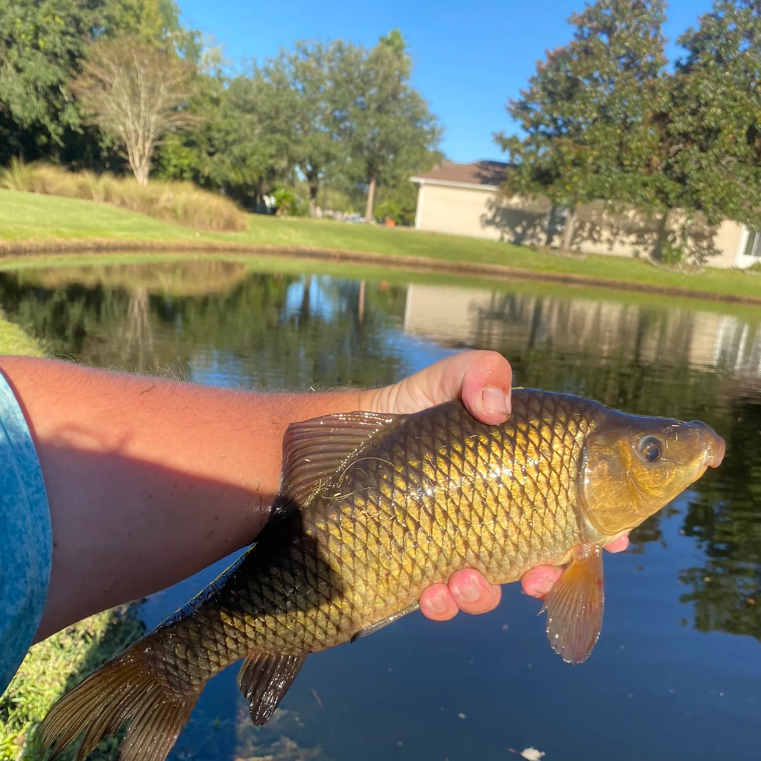 The most popular recent Lake chubsucker catch on Fishbrain