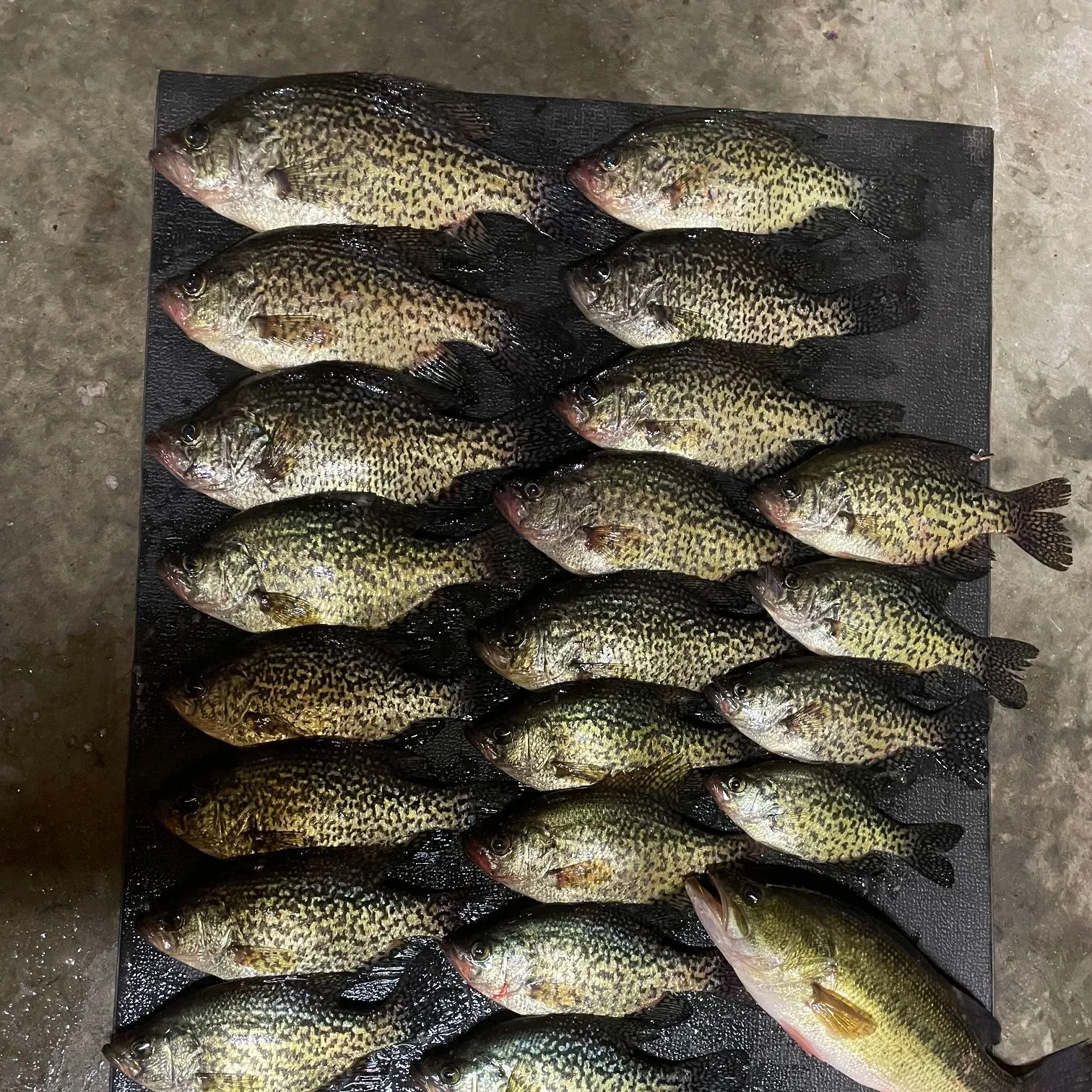 recently logged catches