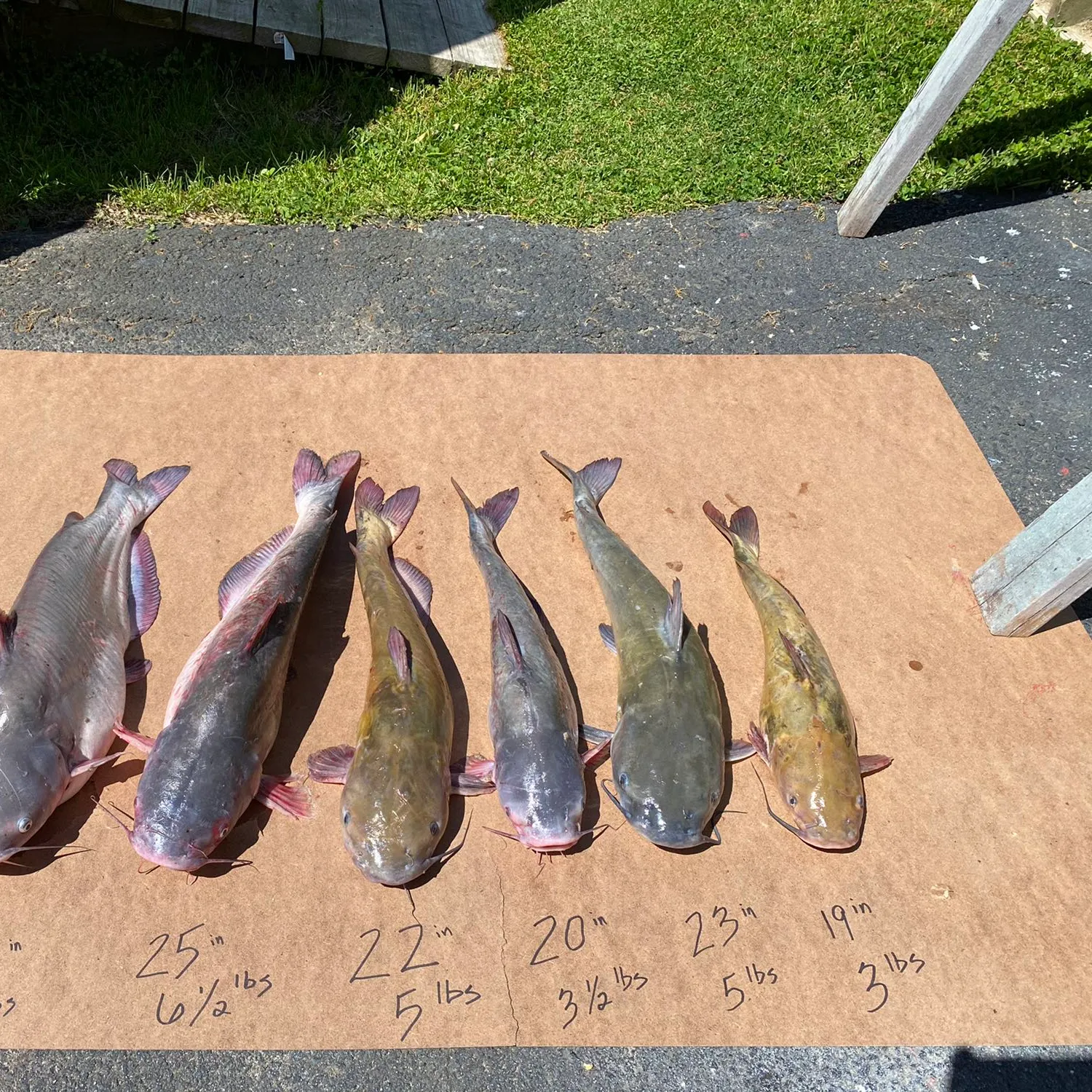 recently logged catches