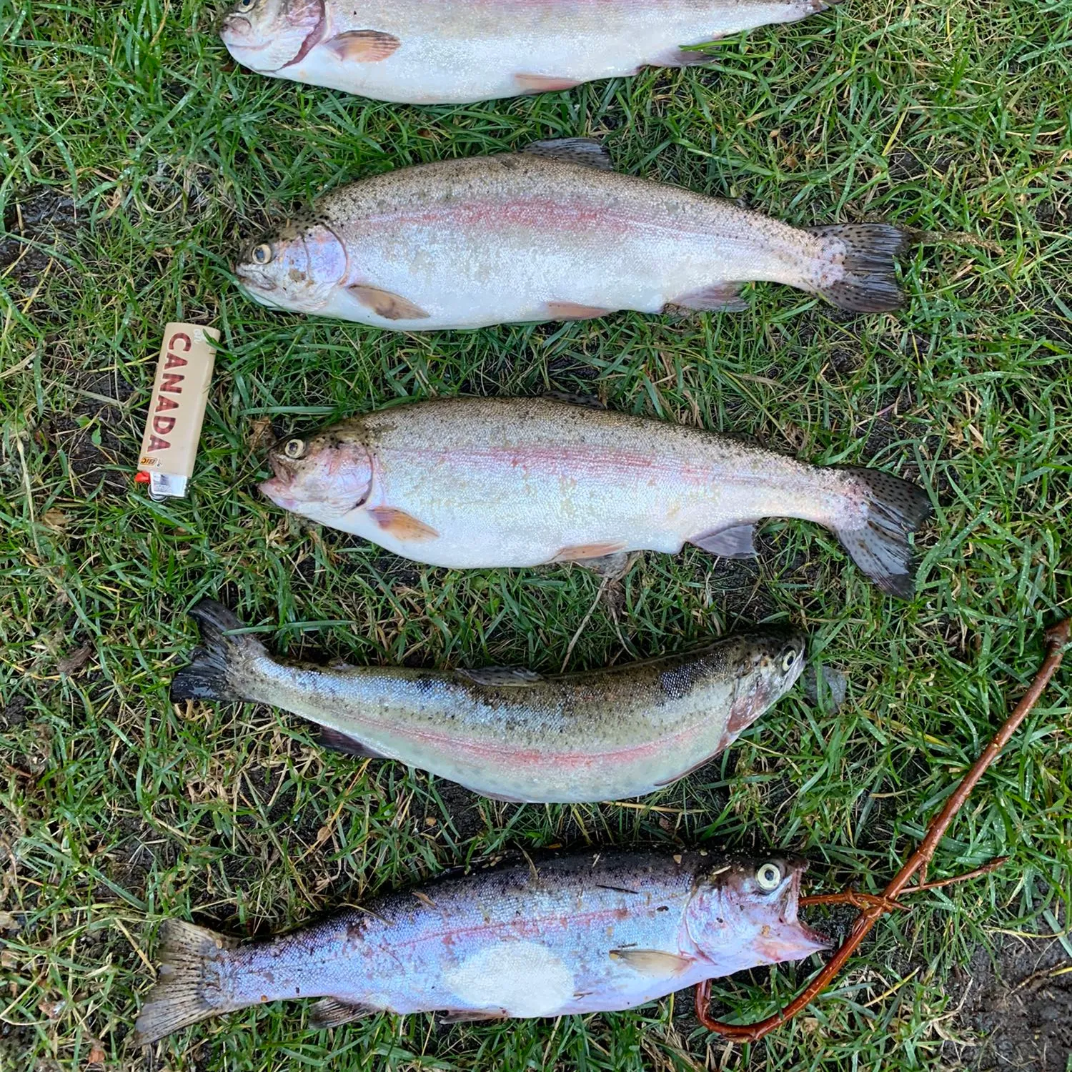 recently logged catches